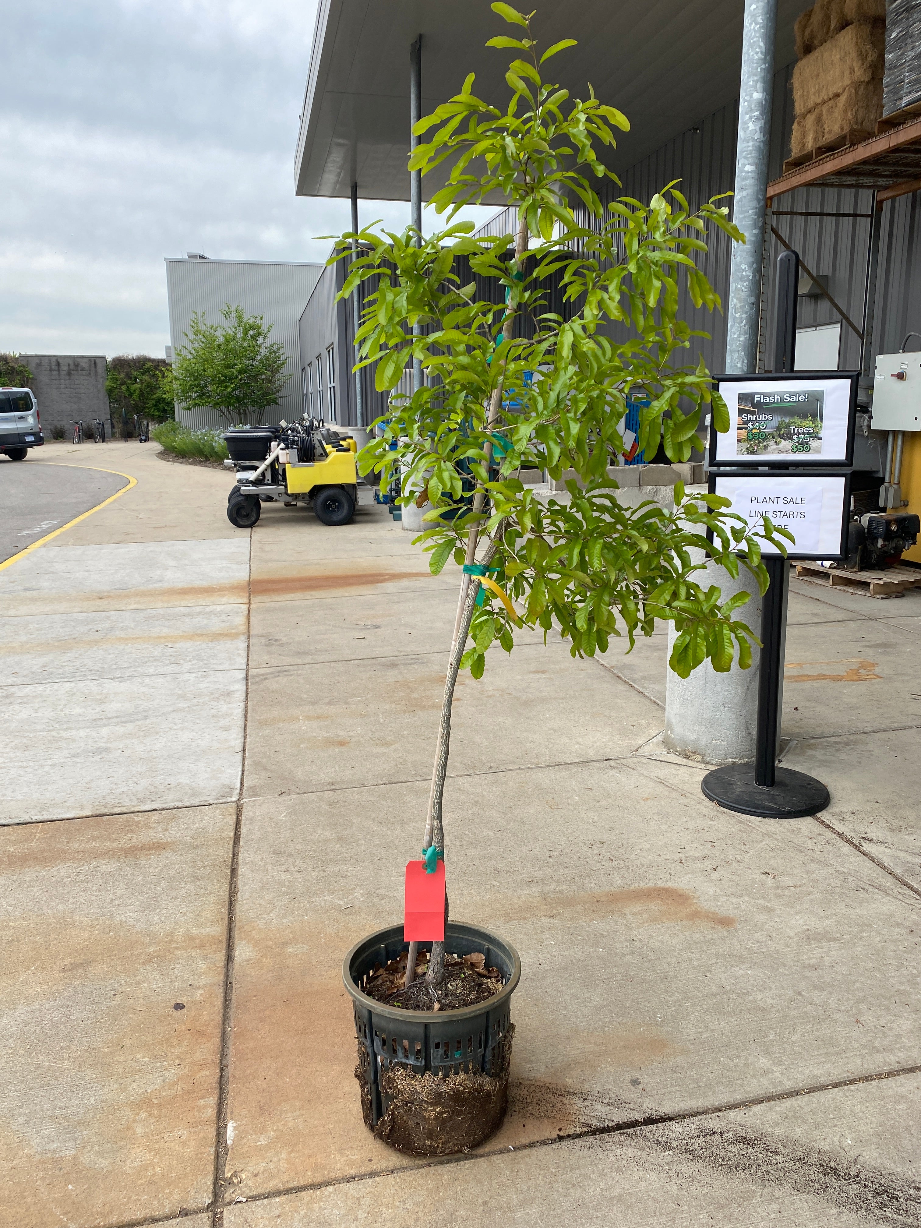 Quercus Acutissima "Sawtooth Oak" Tree