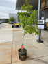 Quercus Acutissima "Sawtooth Oak" Tree