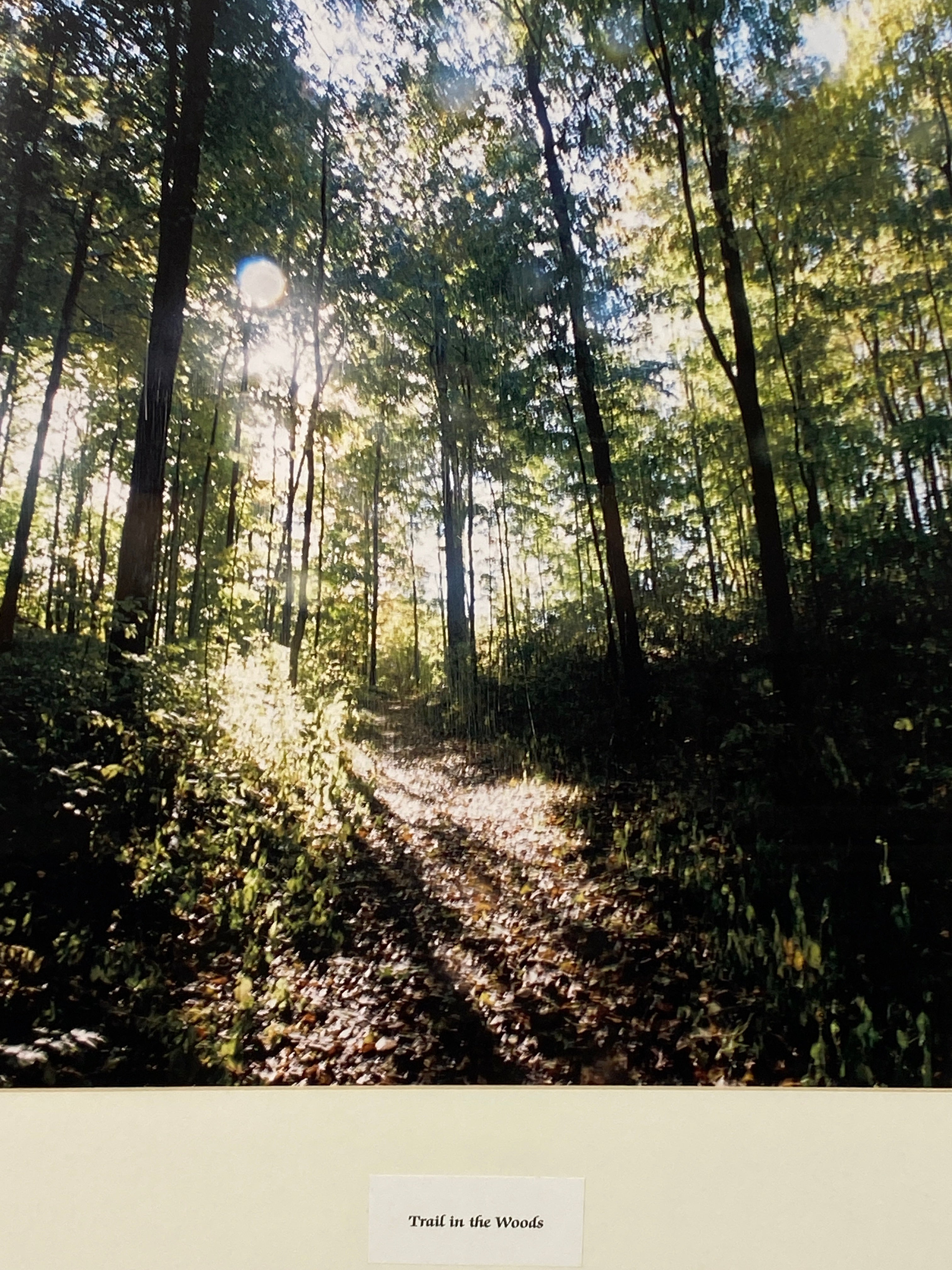 Framed "Trail in the Woods" Photograph 28x23