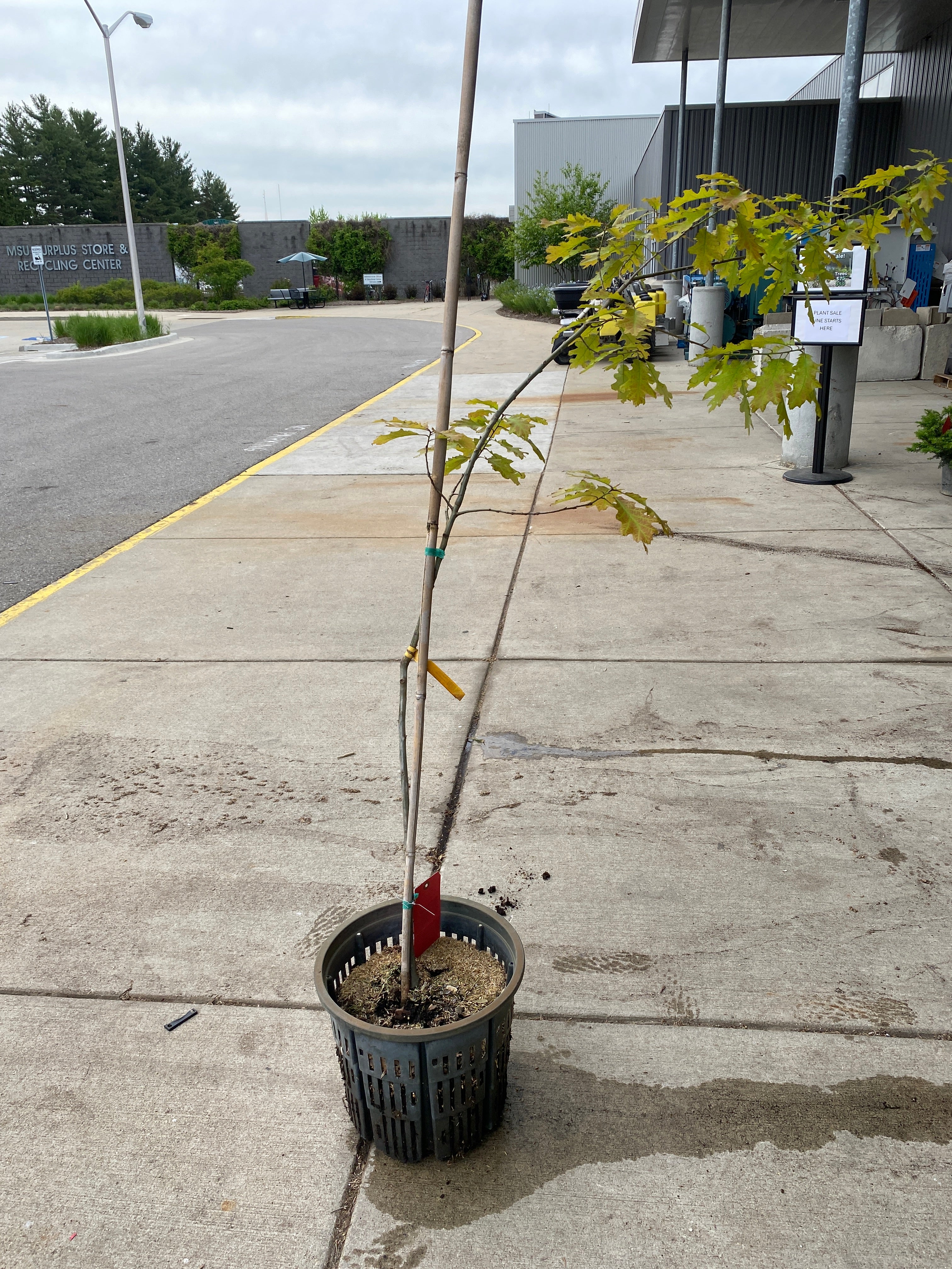 Quercus Imbricaria "Shingle Oak" Tree