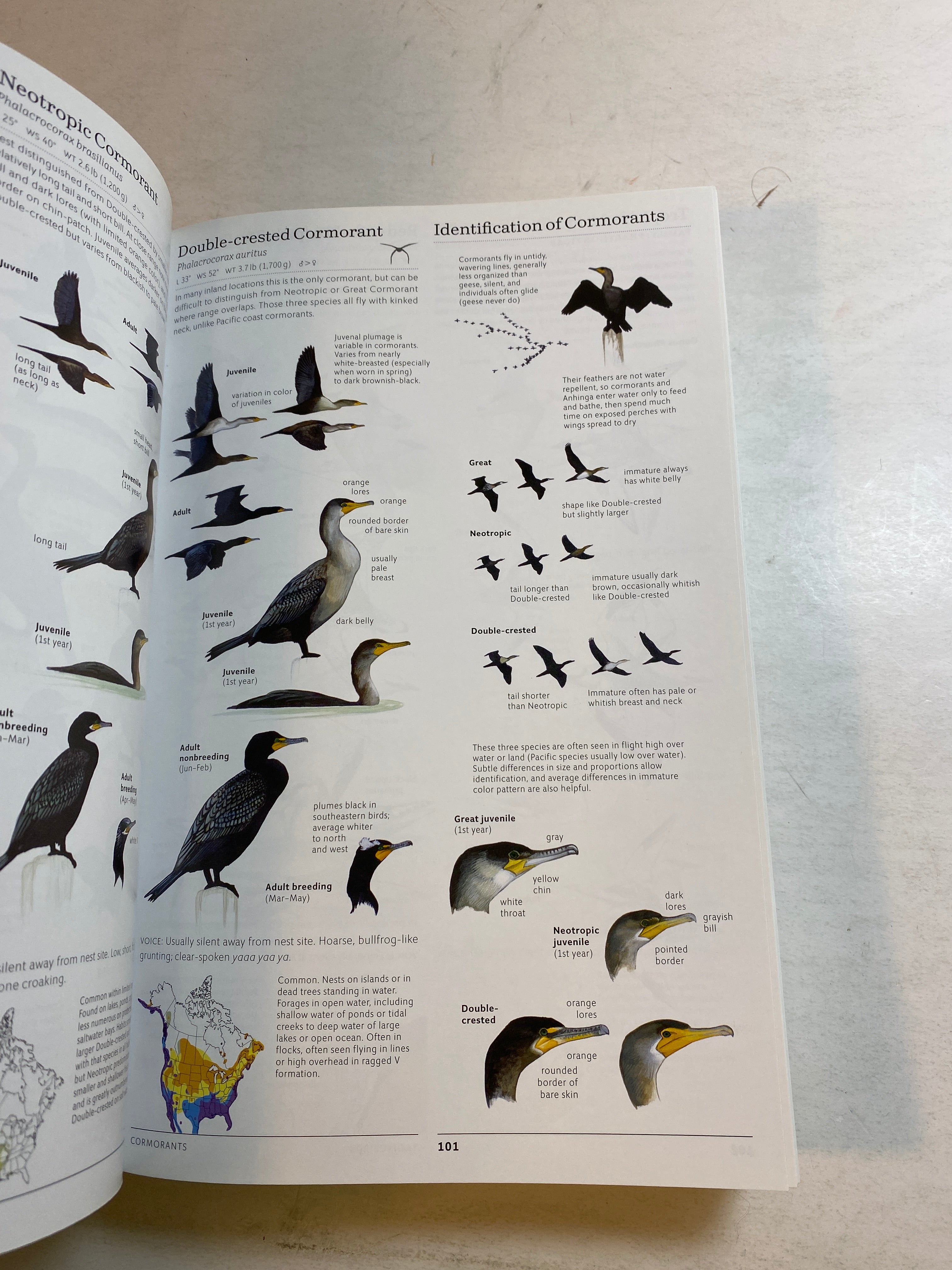 Lot of 2 Sibley Birds Books 2002-2014