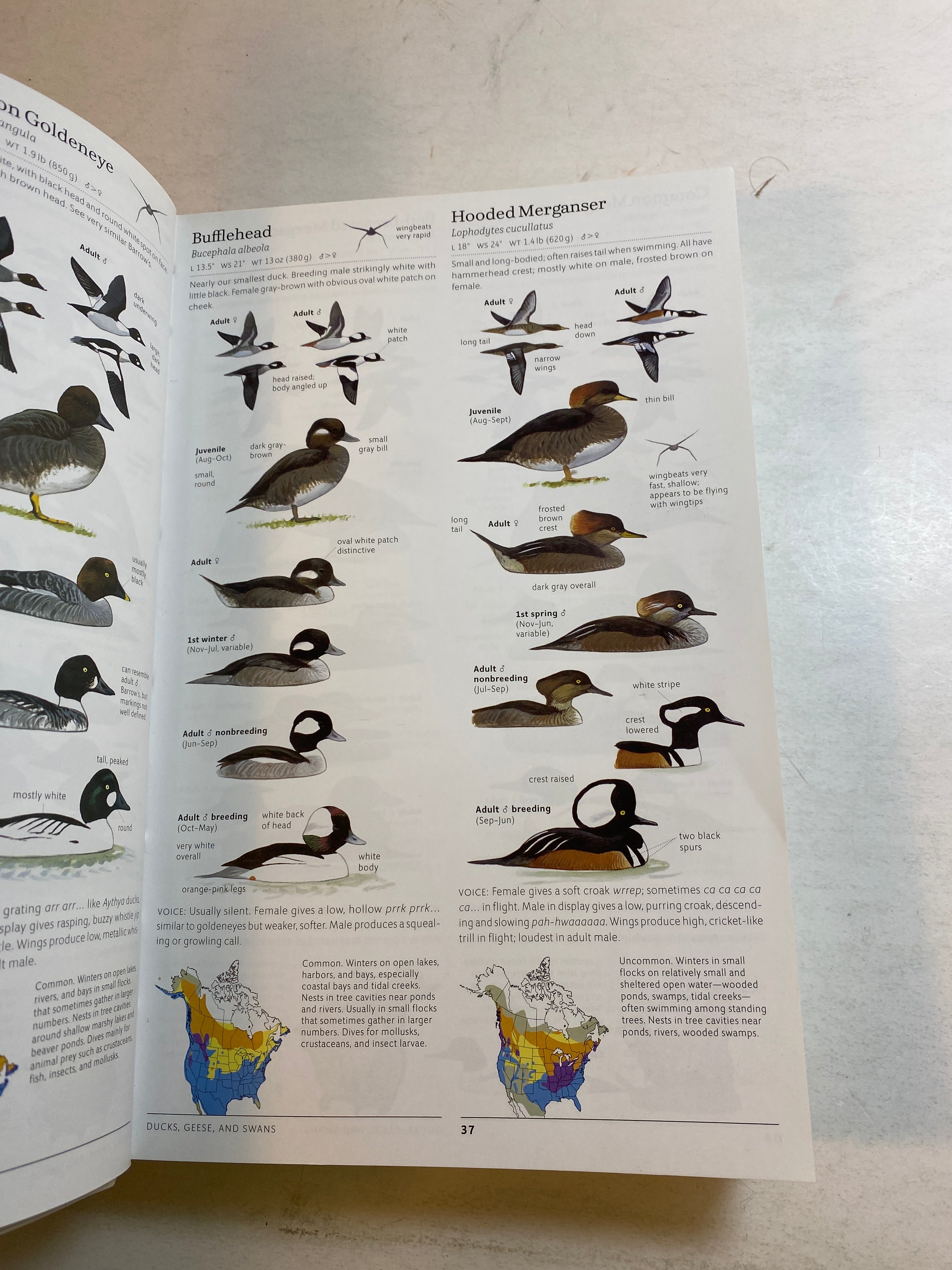 Lot of 2 Sibley Birds Books 2002-2014