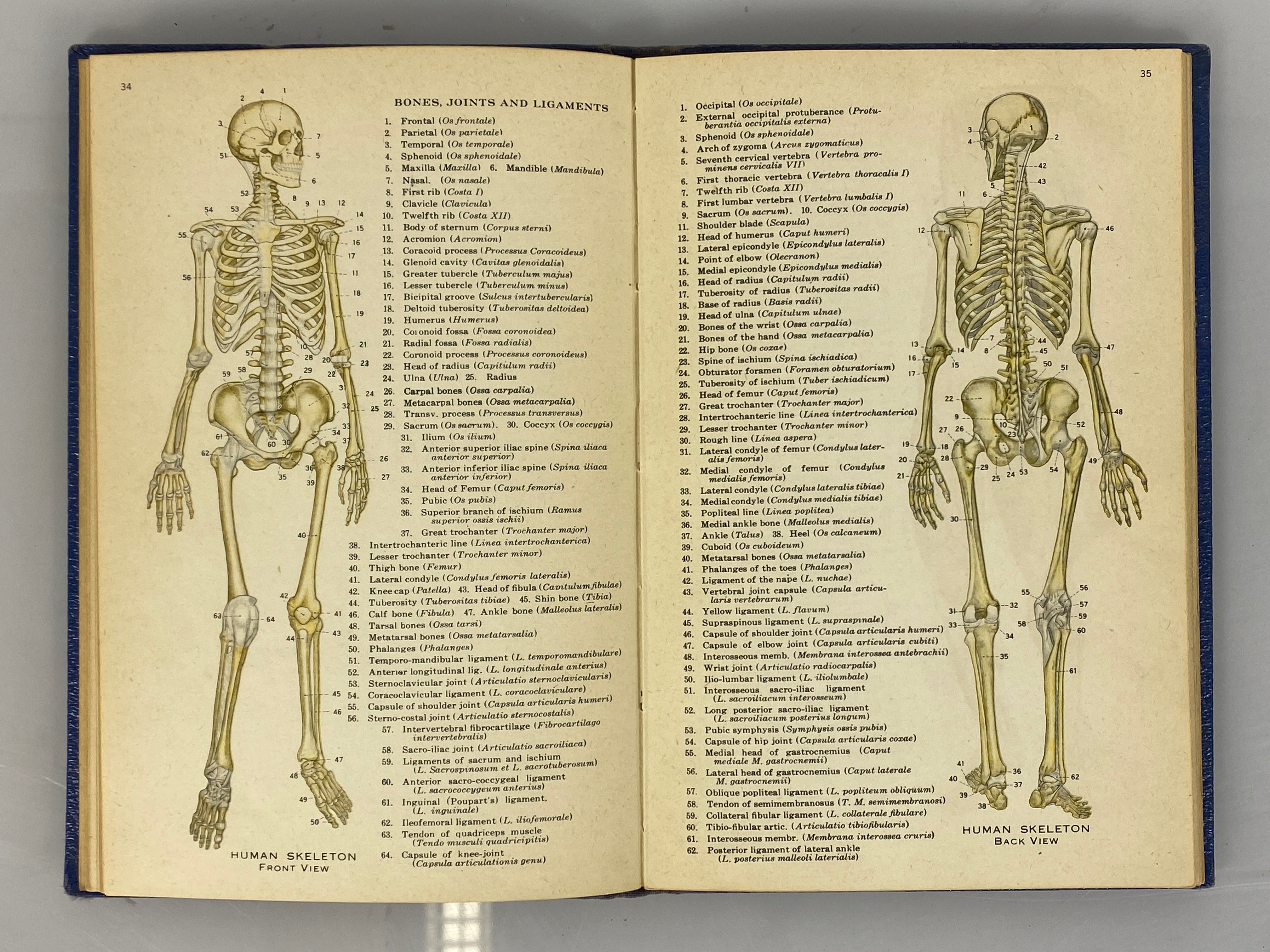 Atlas of Human Anatomy by Williams/Geschickter 1942 Barnes & Noble HC