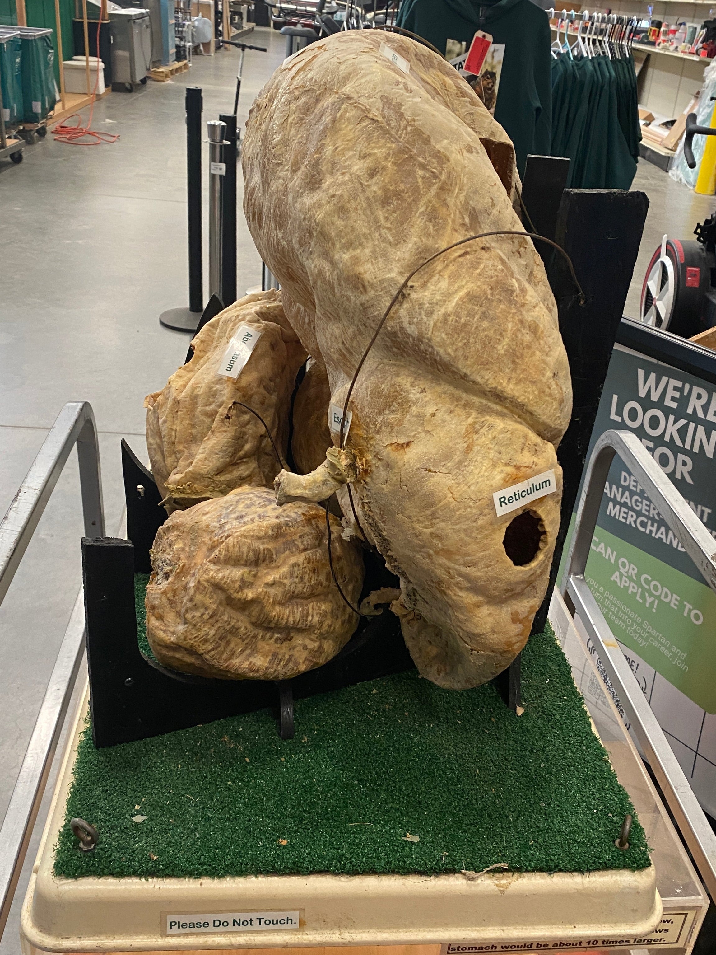 4 Chamber Cow Stomach Taxidermy/Display