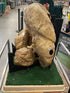 4 Chamber Cow Stomach Taxidermy/Display