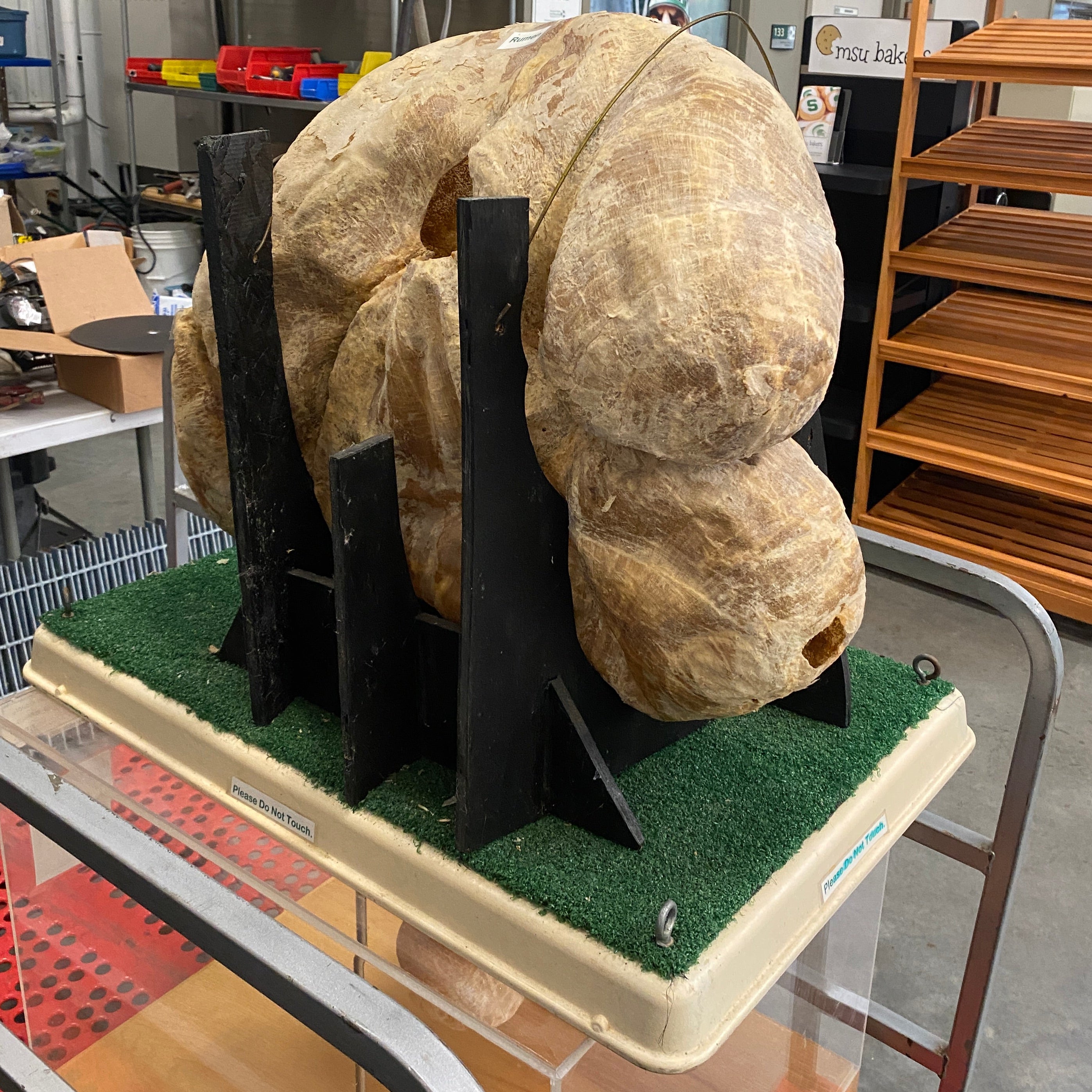 4 Chamber Cow Stomach Taxidermy/Display