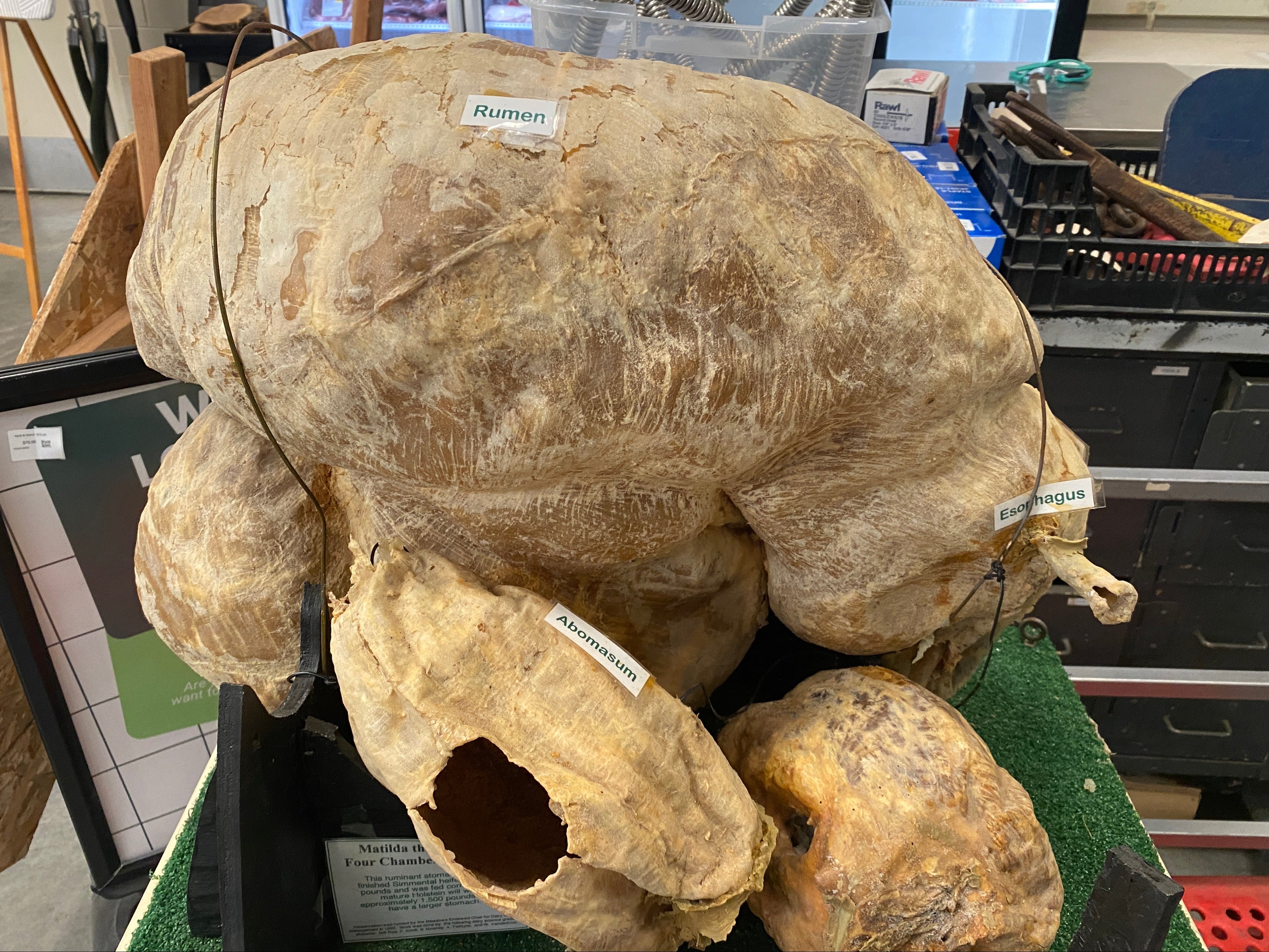 4 Chamber Cow Stomach Taxidermy/Display