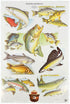 Vintage USFS/NASF 20x30 Smokey Bear "Fish" Educational Poster