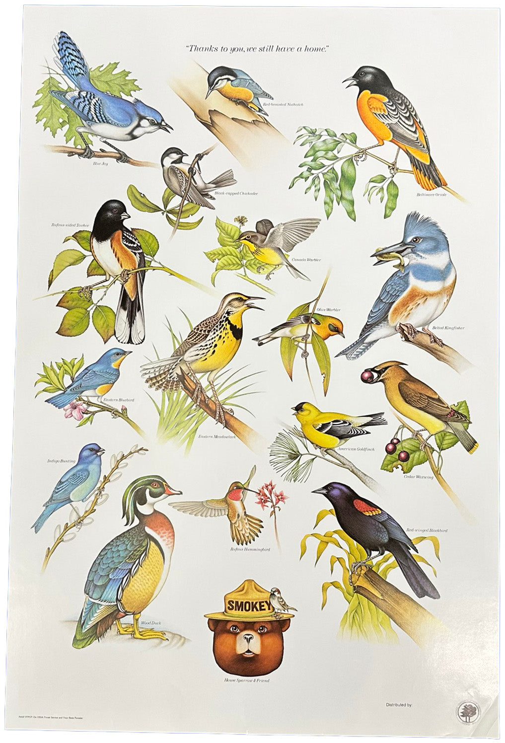Vintage USFS/NASF 20x30 Smokey Bear "Birds" Educational Poster