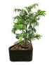 Fake Houseplant