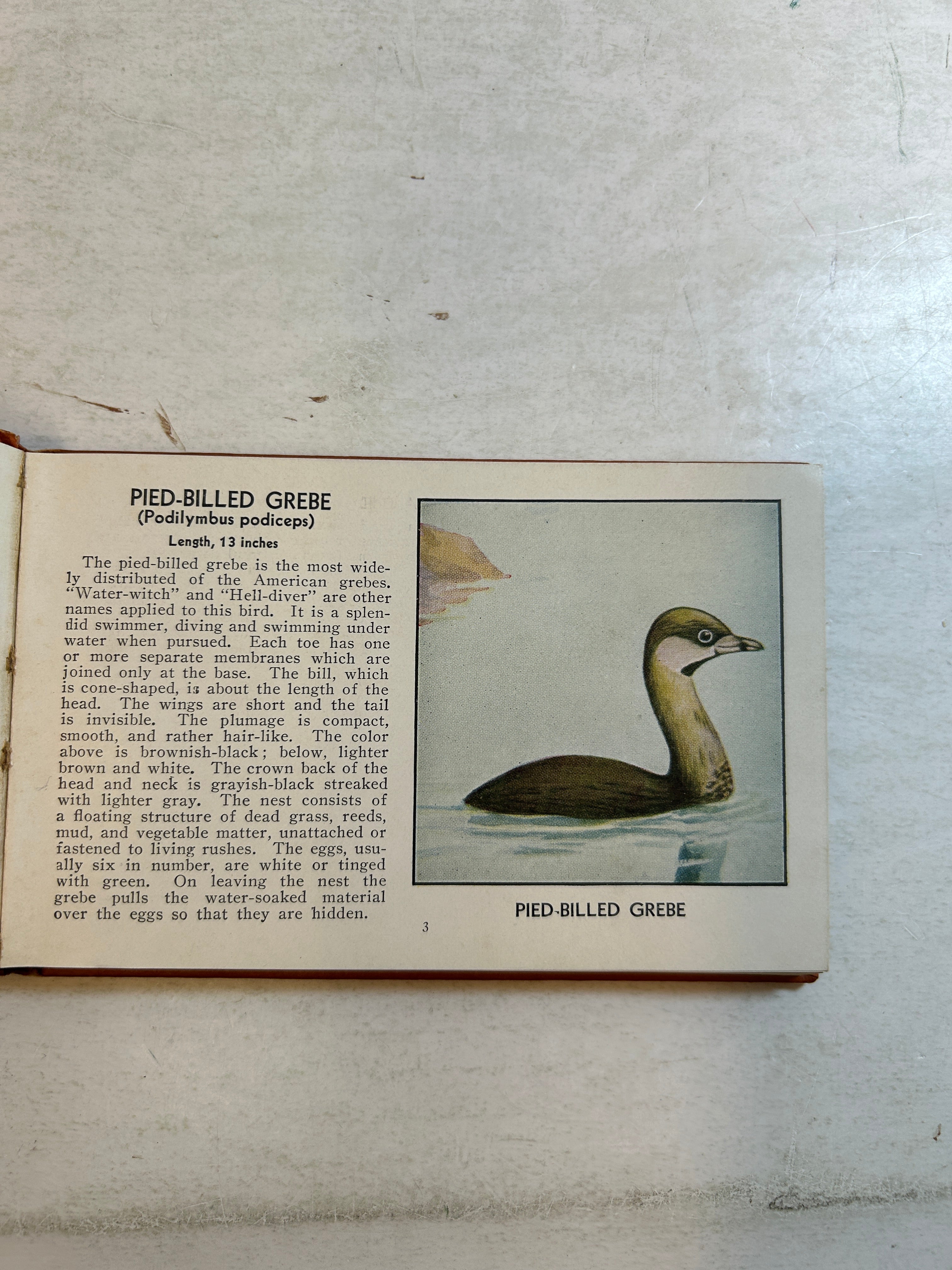 Lot of 5: Mini Guidebooks to Wildflowers and Birds 1931-45