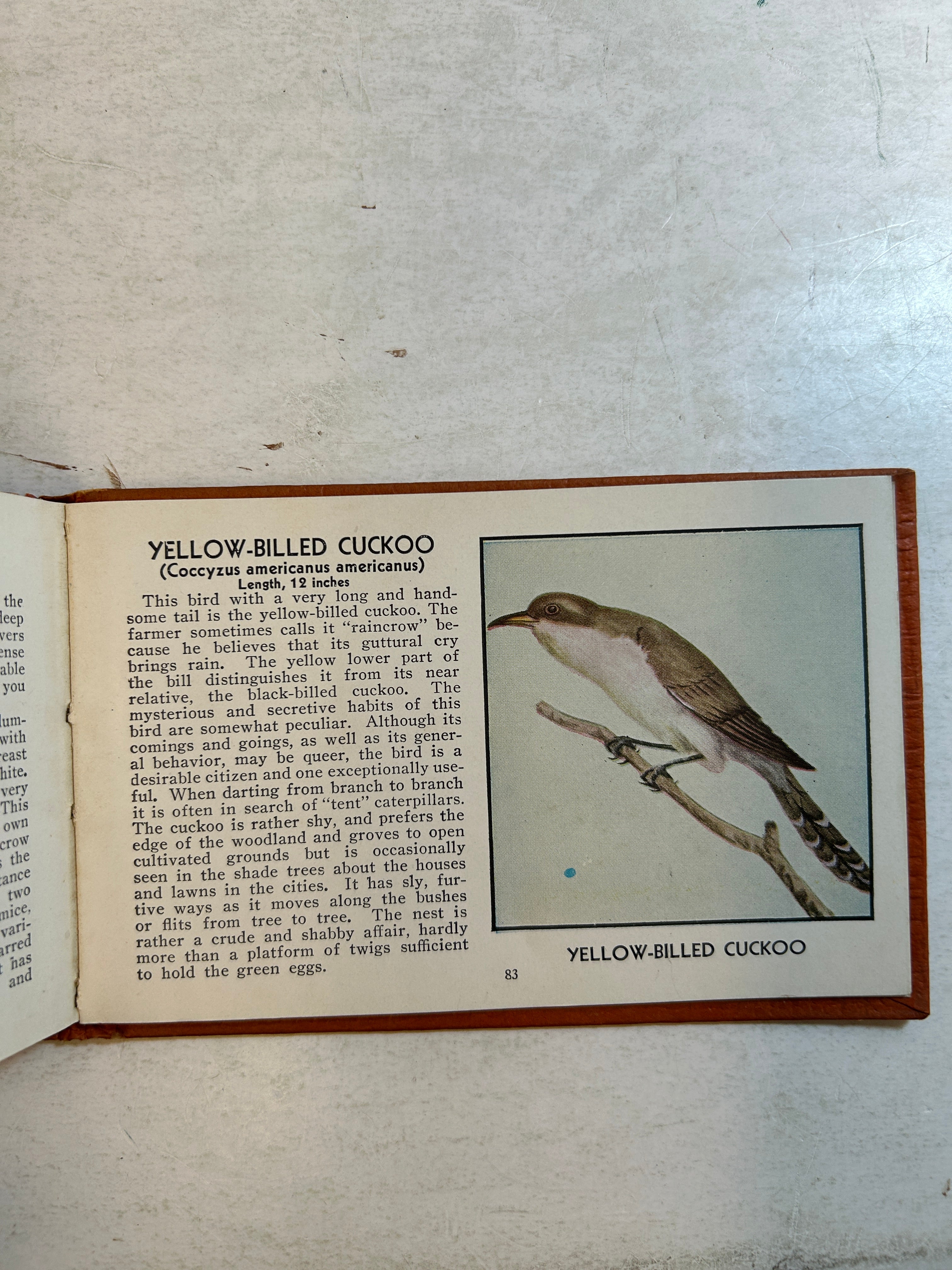 Lot of 5: Mini Guidebooks to Wildflowers and Birds 1931-45