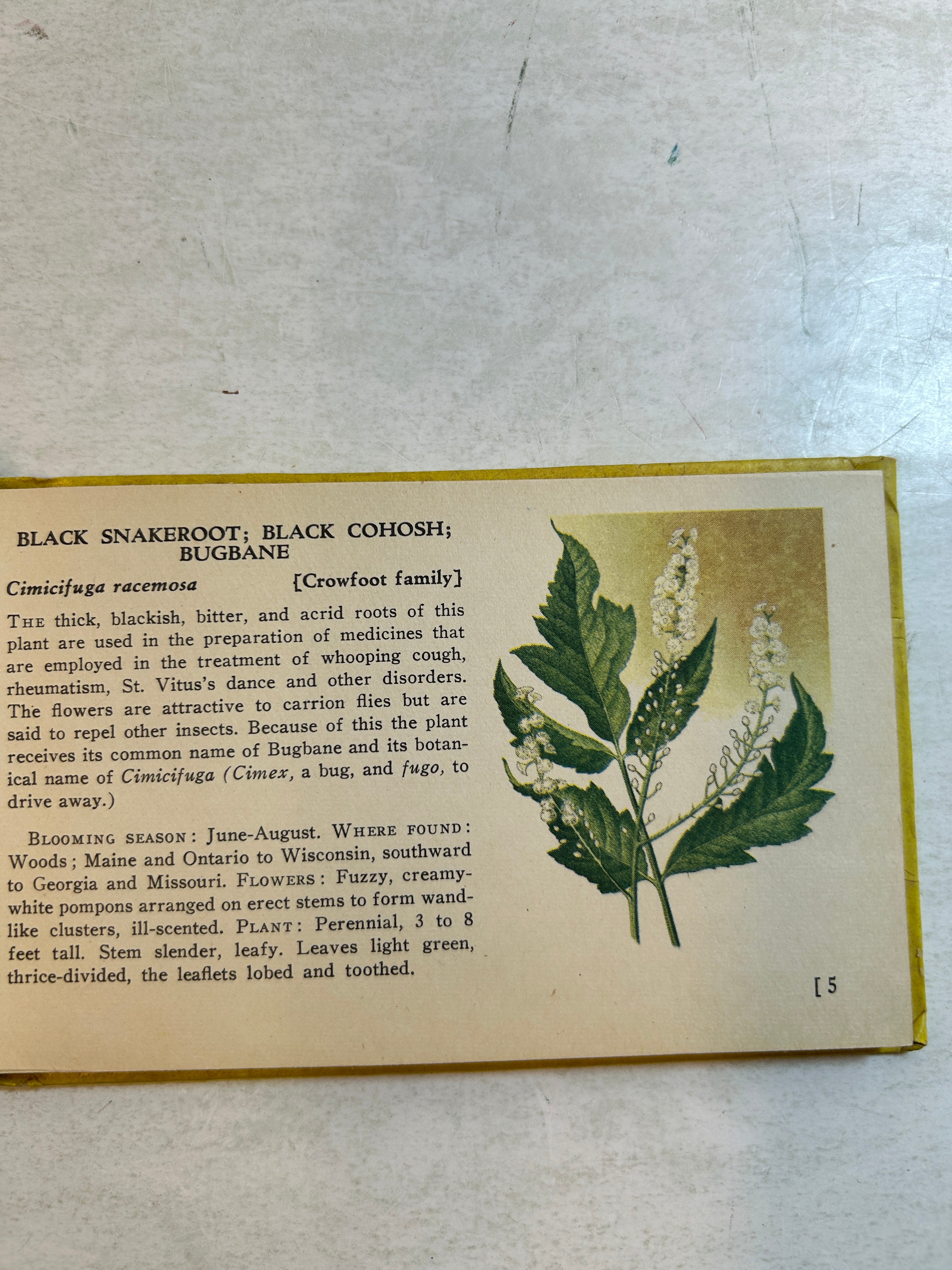 Lot of 5: Mini Guidebooks to Wildflowers and Birds 1931-45