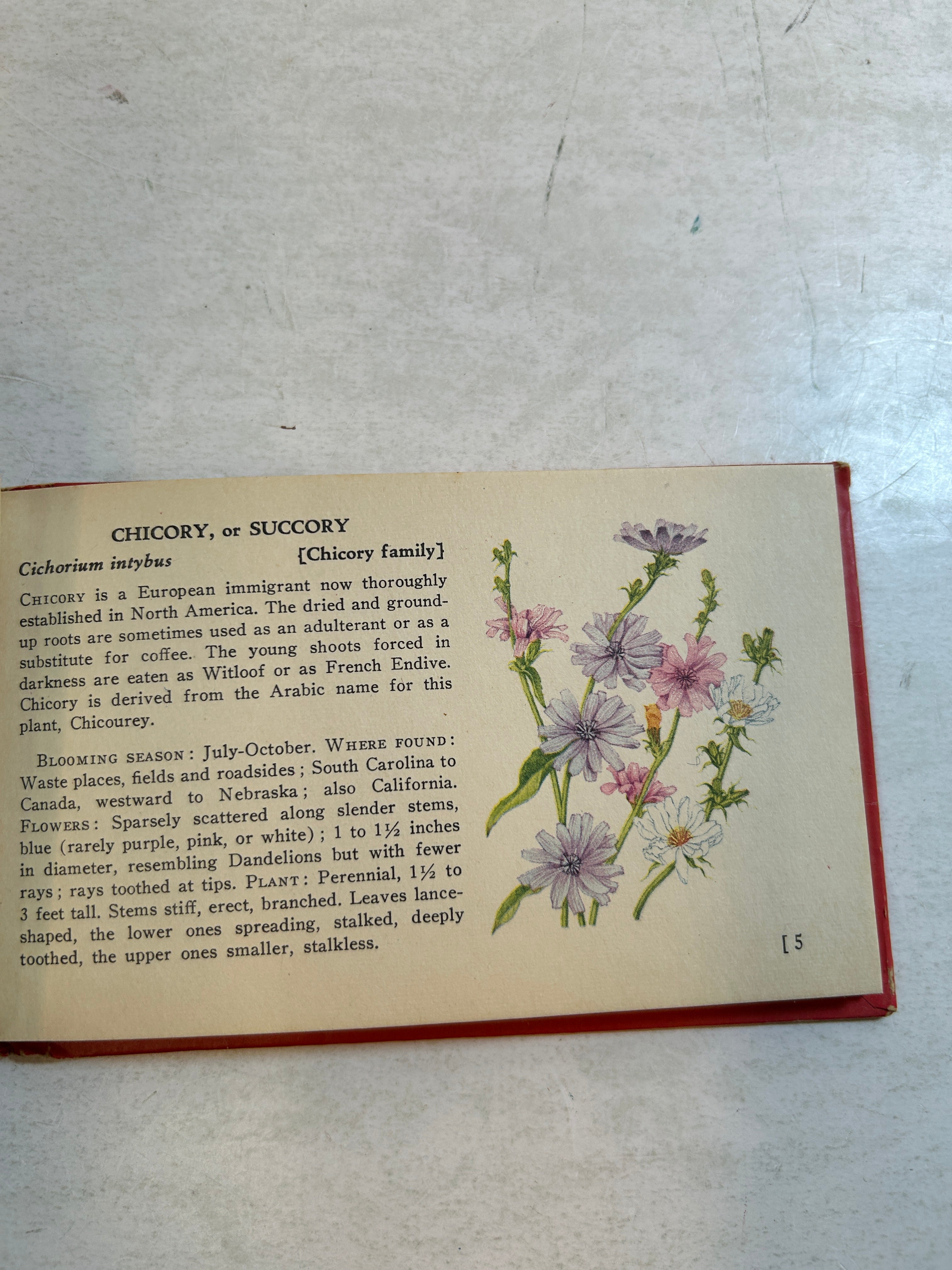Lot of 5: Mini Guidebooks to Wildflowers and Birds 1931-45