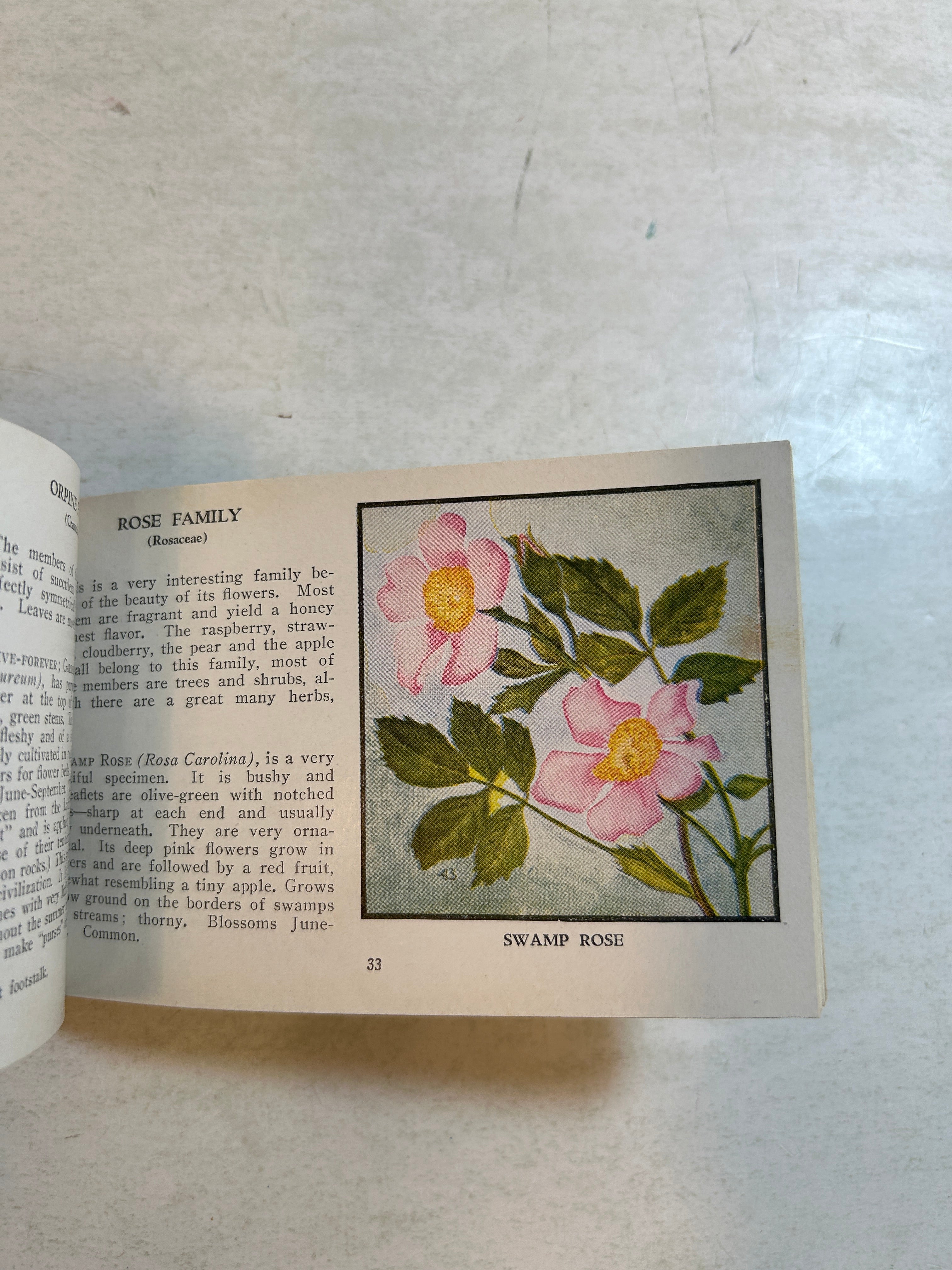 Lot of 5: Mini Guidebooks to Wildflowers and Birds 1931-45