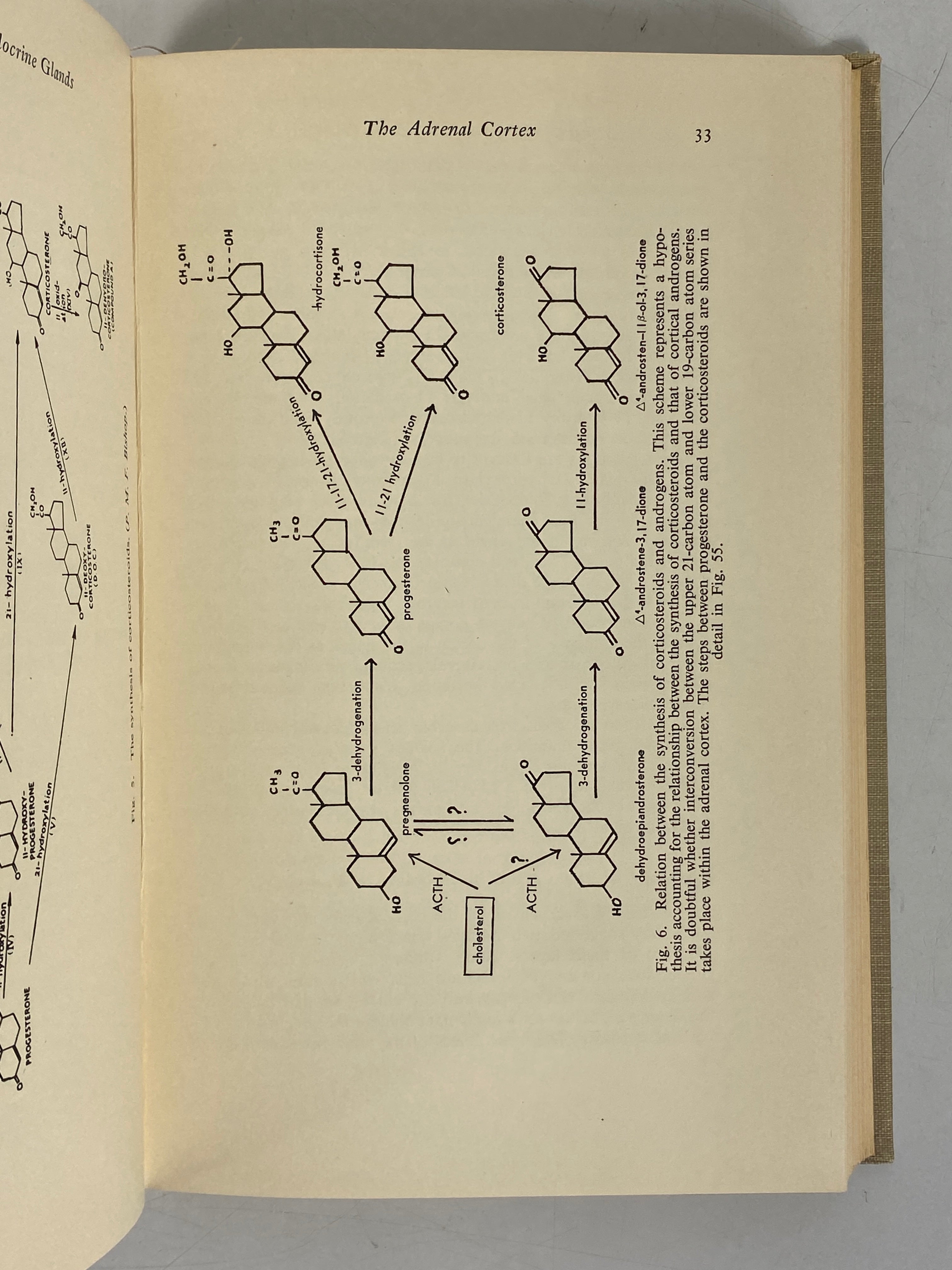 The Functions of the Endocrine Glands by Peter Hall 1959 HC