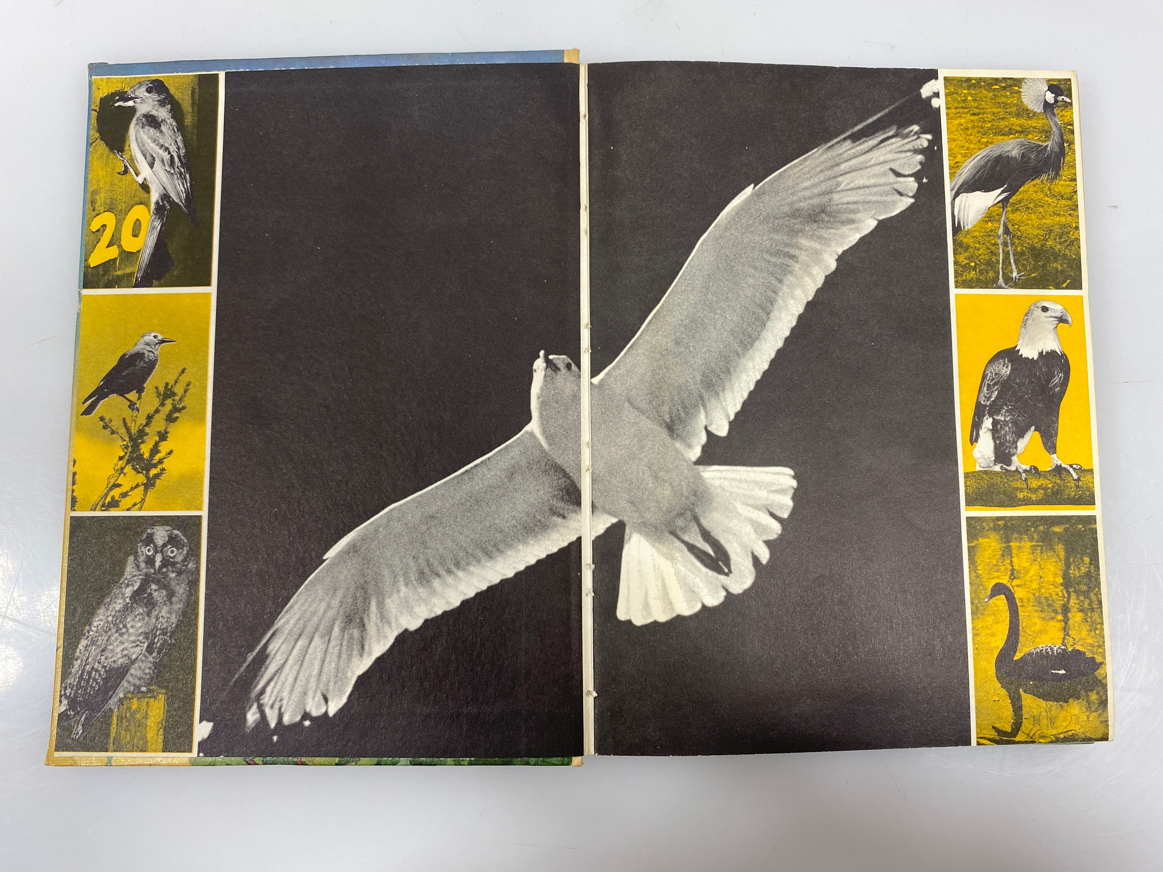 All About Birds Robert S. Lemmon Random House 6th Print 1955 HC