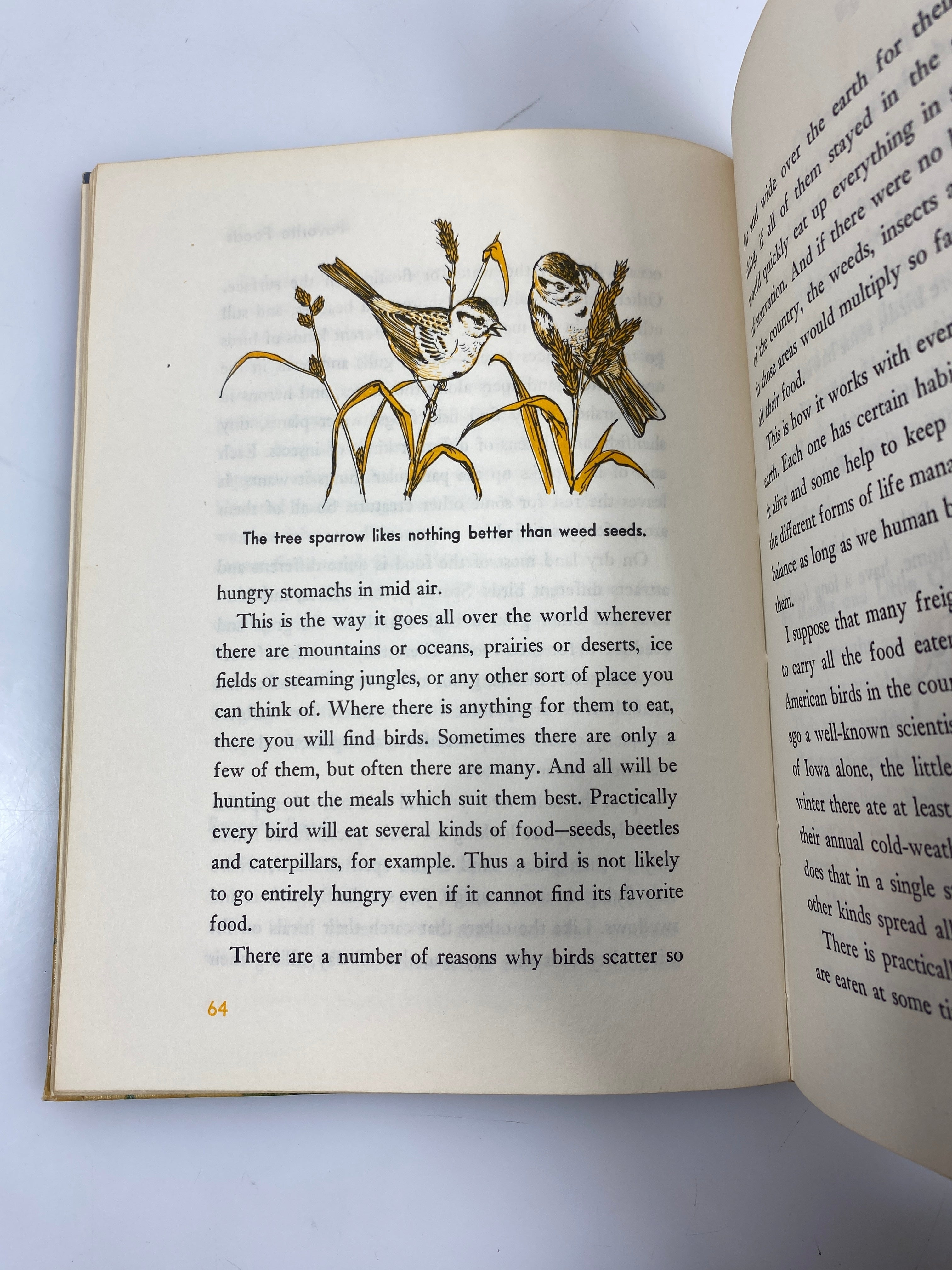 All About Birds Robert S. Lemmon Random House 6th Print 1955 HC