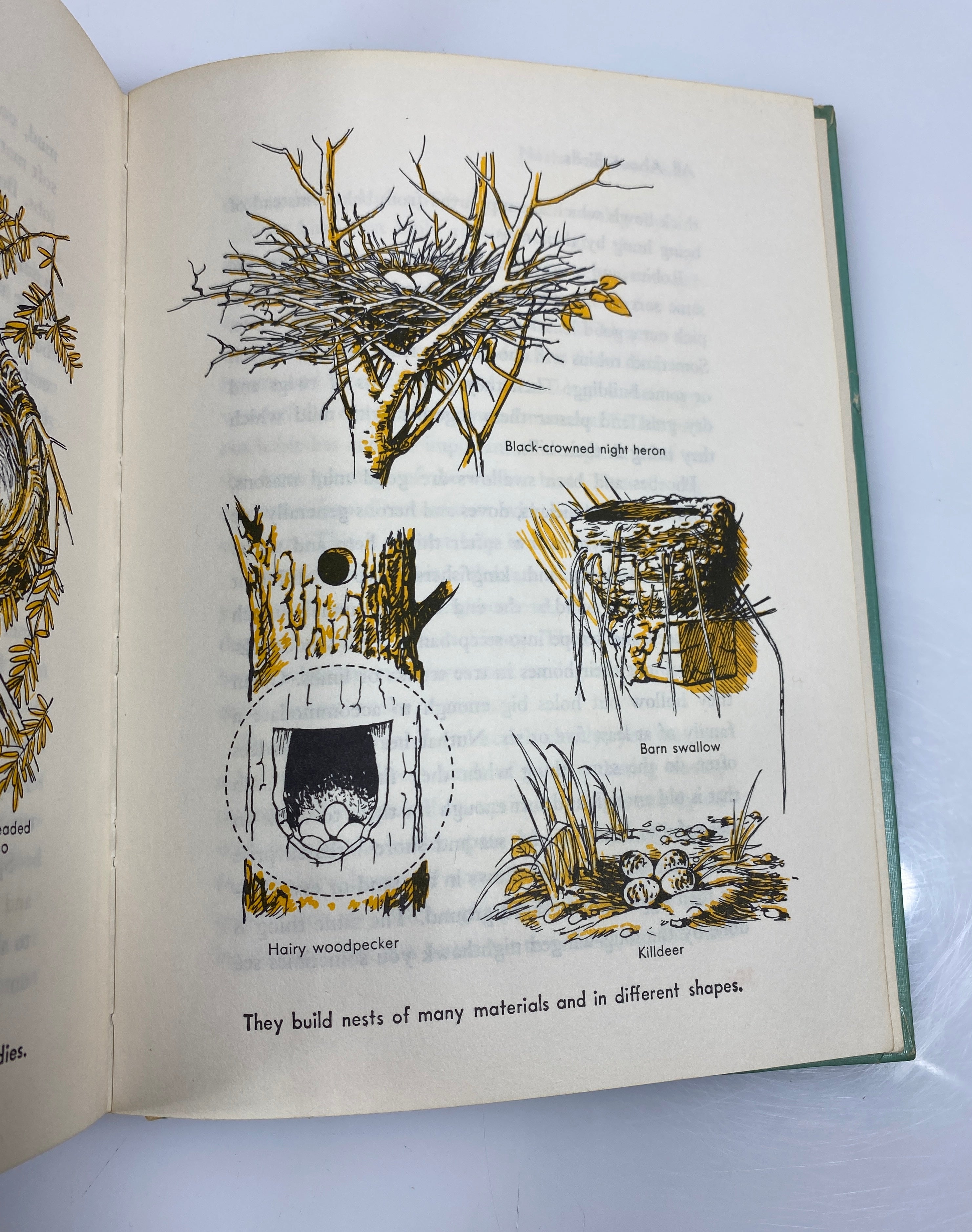 All About Birds Robert S. Lemmon Random House 6th Print 1955 HC