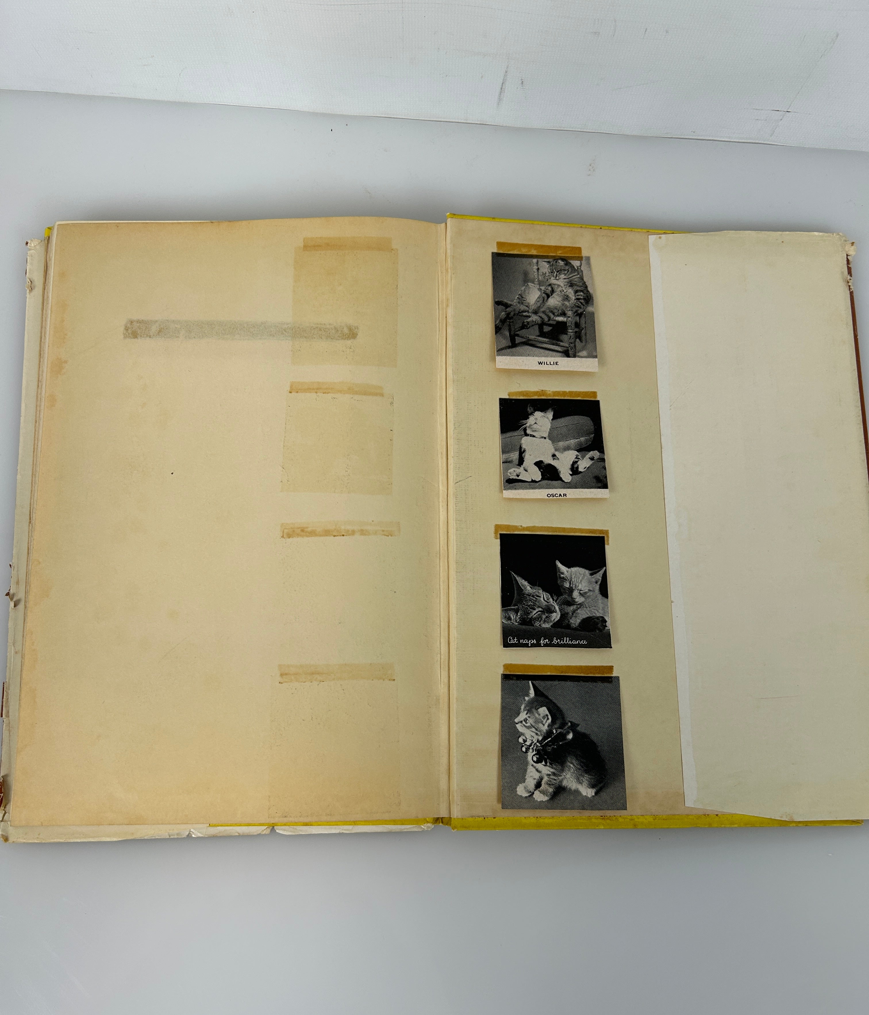 Cats & Kittens Ed Bryan Holmes 1st Print HC