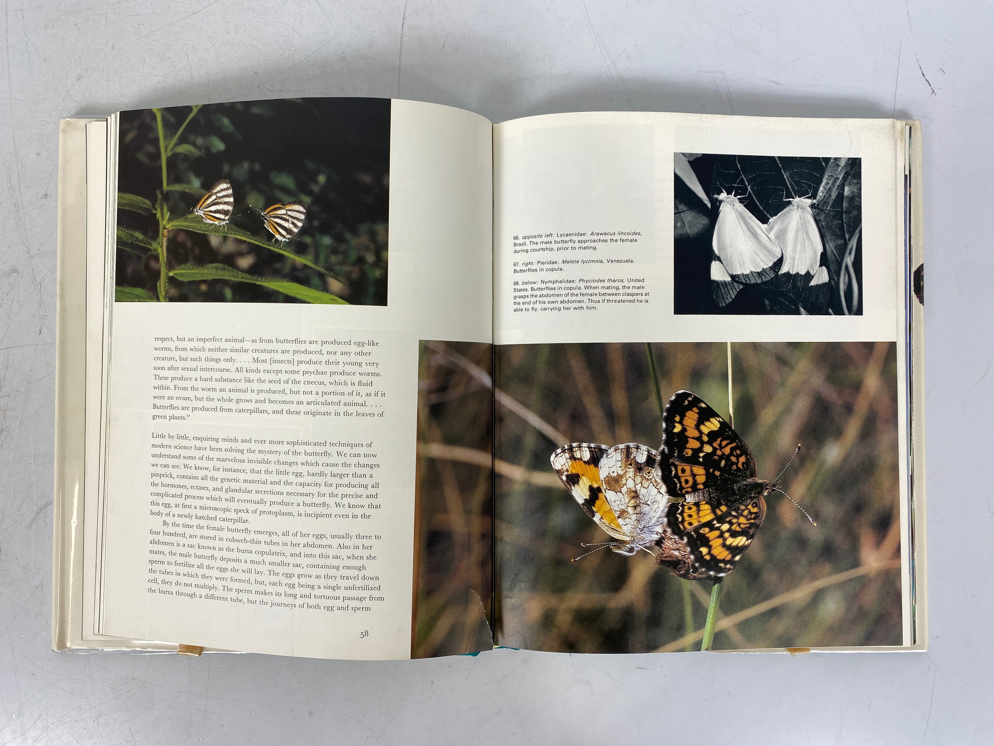 Lot of 2: Butterflies (Sandved)/Birds (Cameron) 1976 Vintage HC DJ Ex-Library