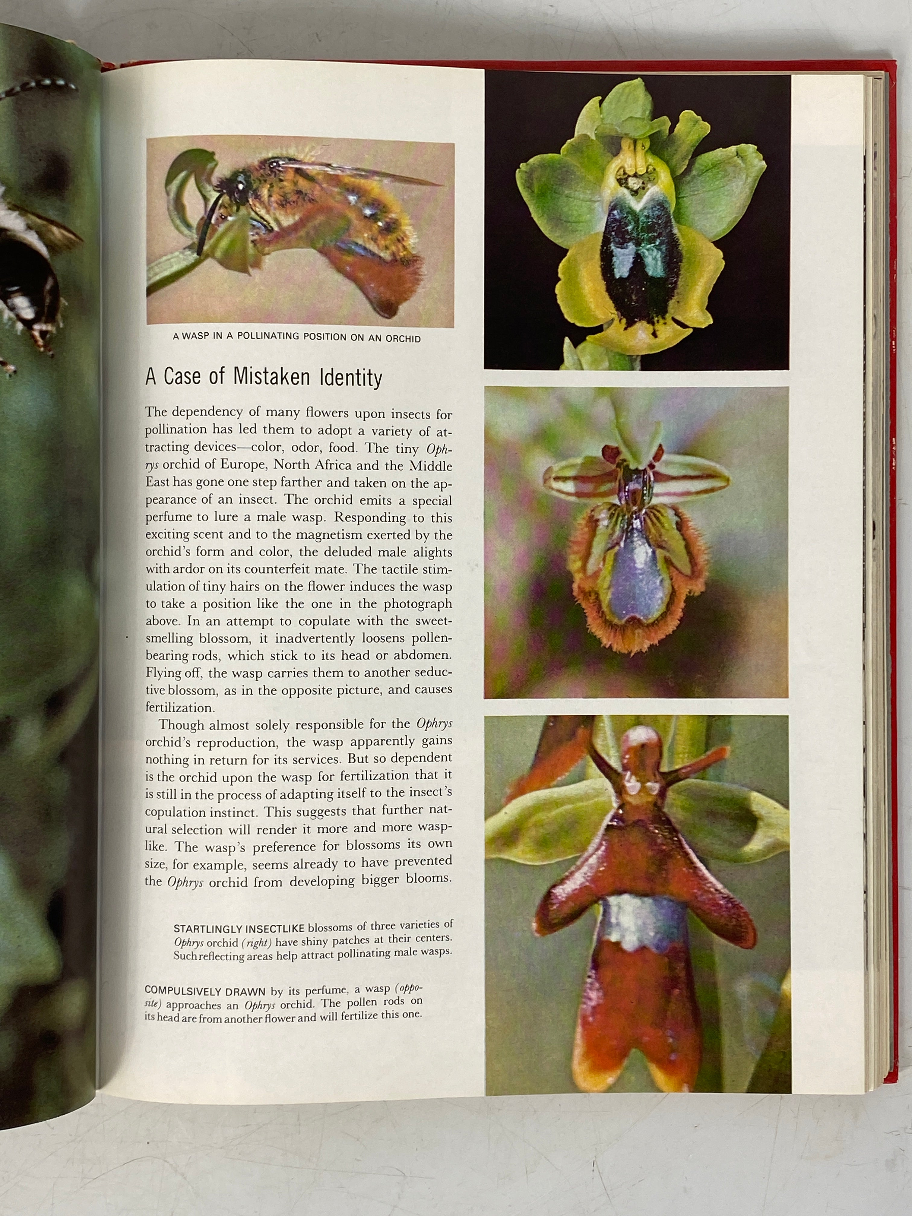 7 Vols: Life Nature Library incl Evolution/Mammals/Universe 1963-65 HC