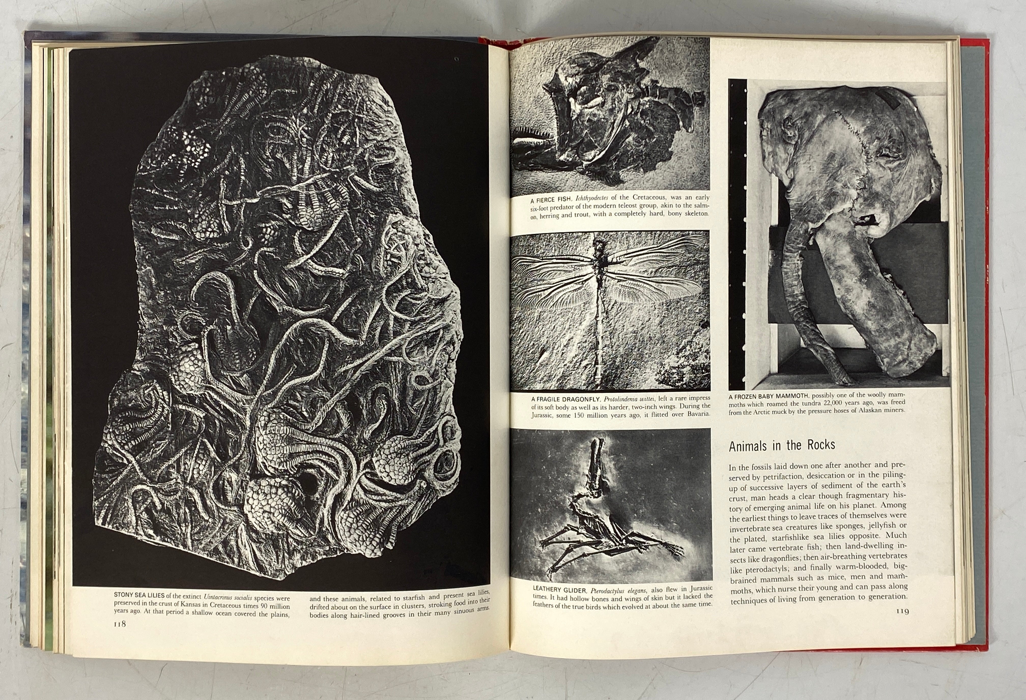 7 Vols: Life Nature Library incl Evolution/Mammals/Universe 1963-65 HC
