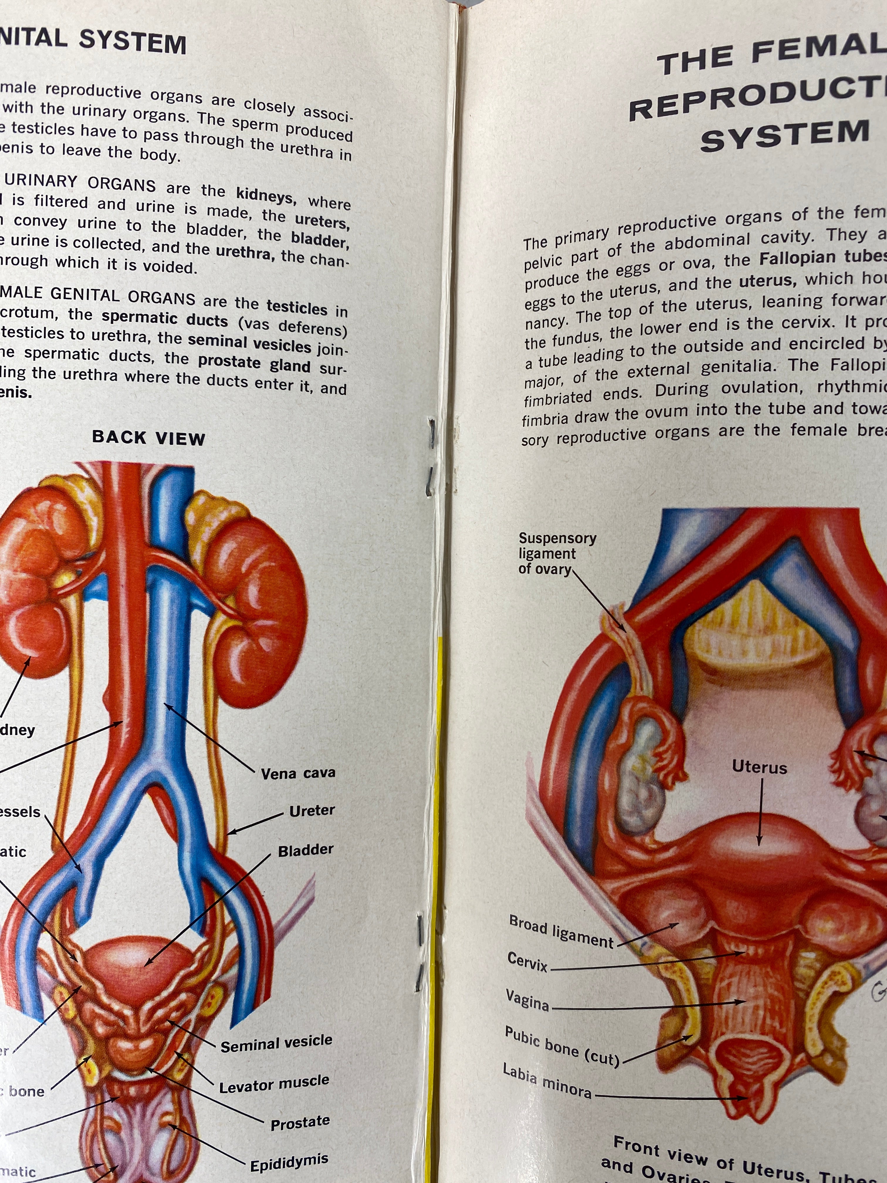 Complete 18 Volume Set: The New Illustrated Medical & Health Encyclopedia 1970