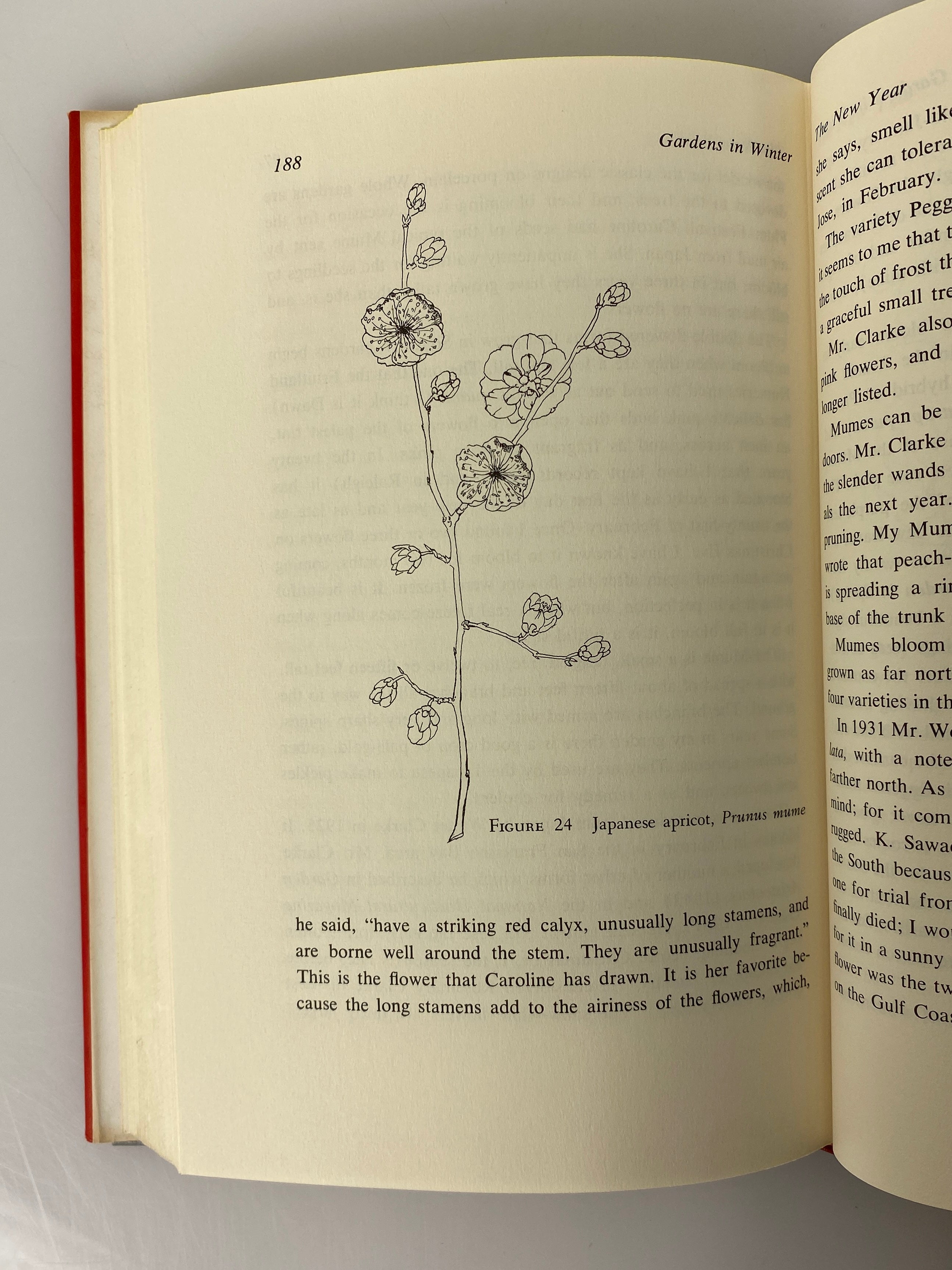 Gardens in Winter by Elizabeth Lawrence 1961 Book Club Edition HCDJ