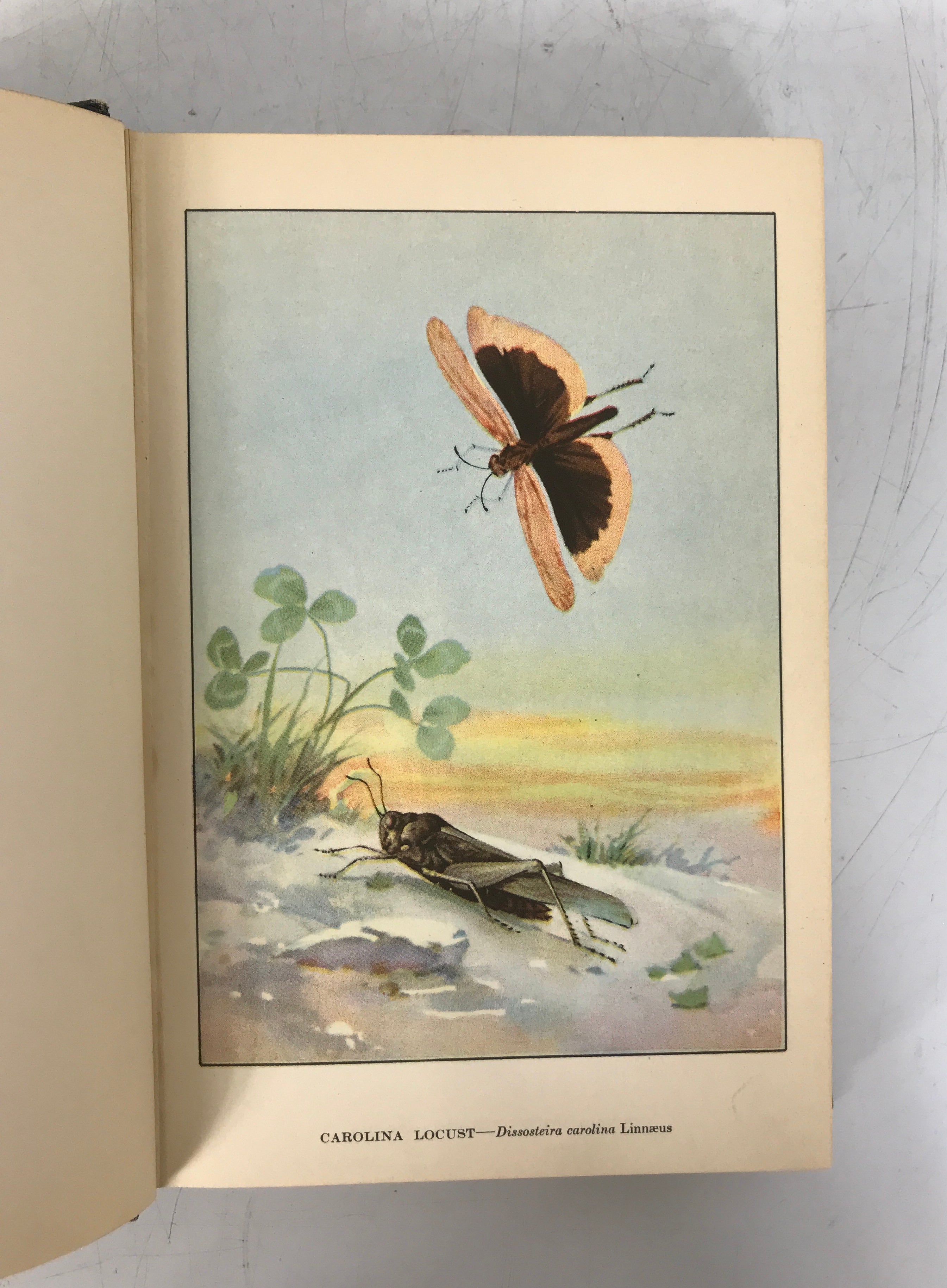 The Nature Library Butterflies by Clarence Weed 1926 Antique HC Ex-Library