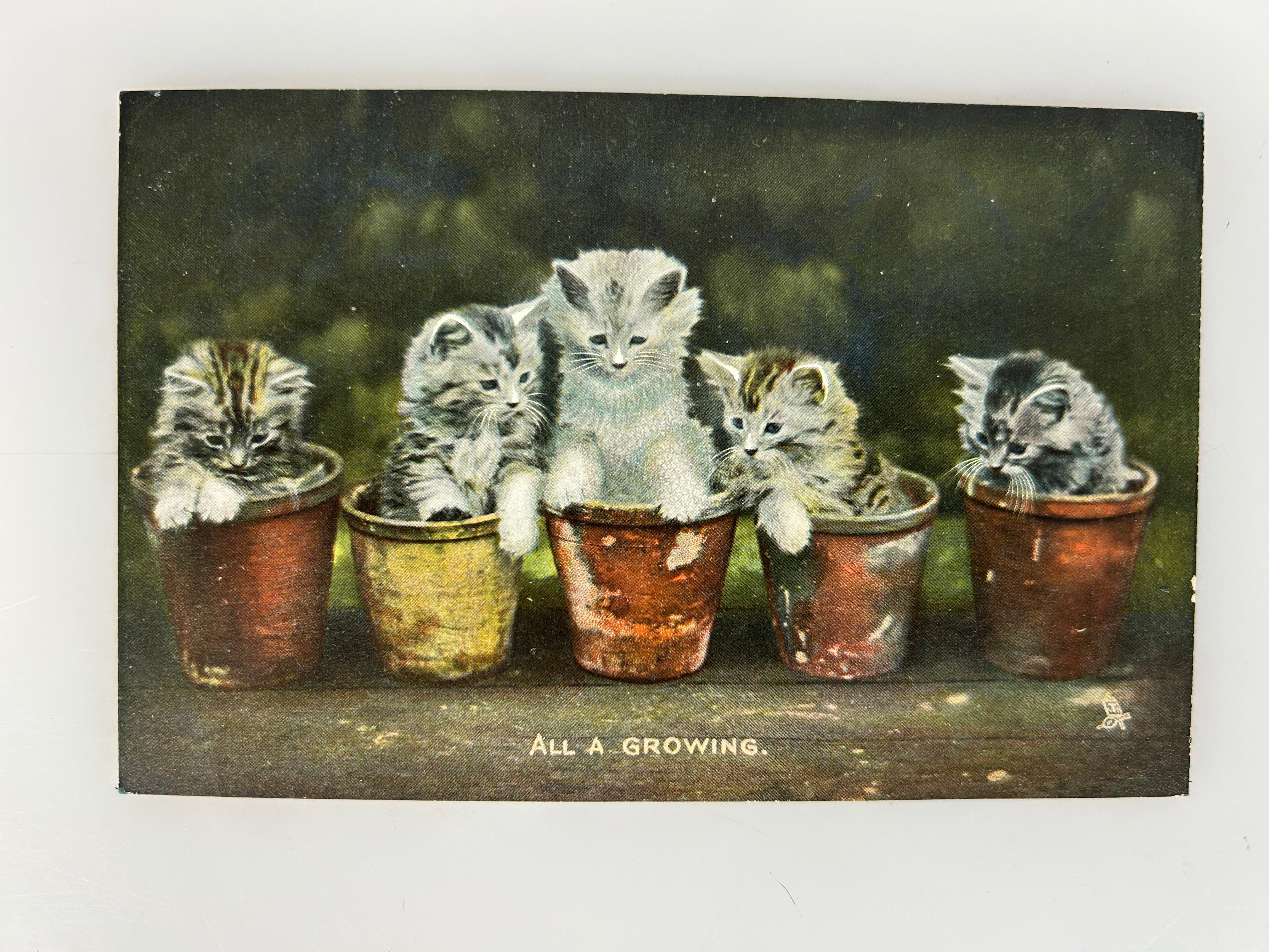 Lot of 2 Raphael Tuck's Happy Catland Postcards 1910's