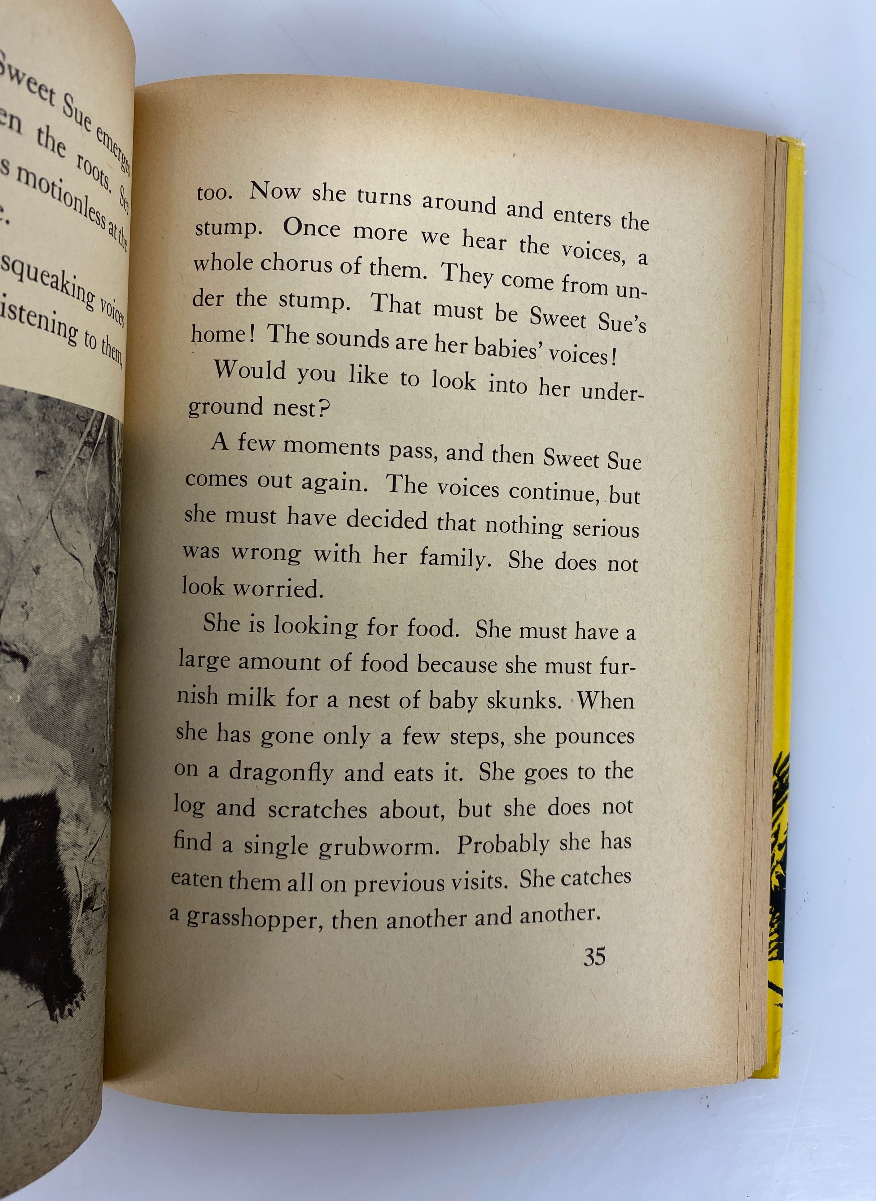 Sweet Sue's Adventures by Sam Campbell (A Skunk Family) 1959 1st Edition HC DJ