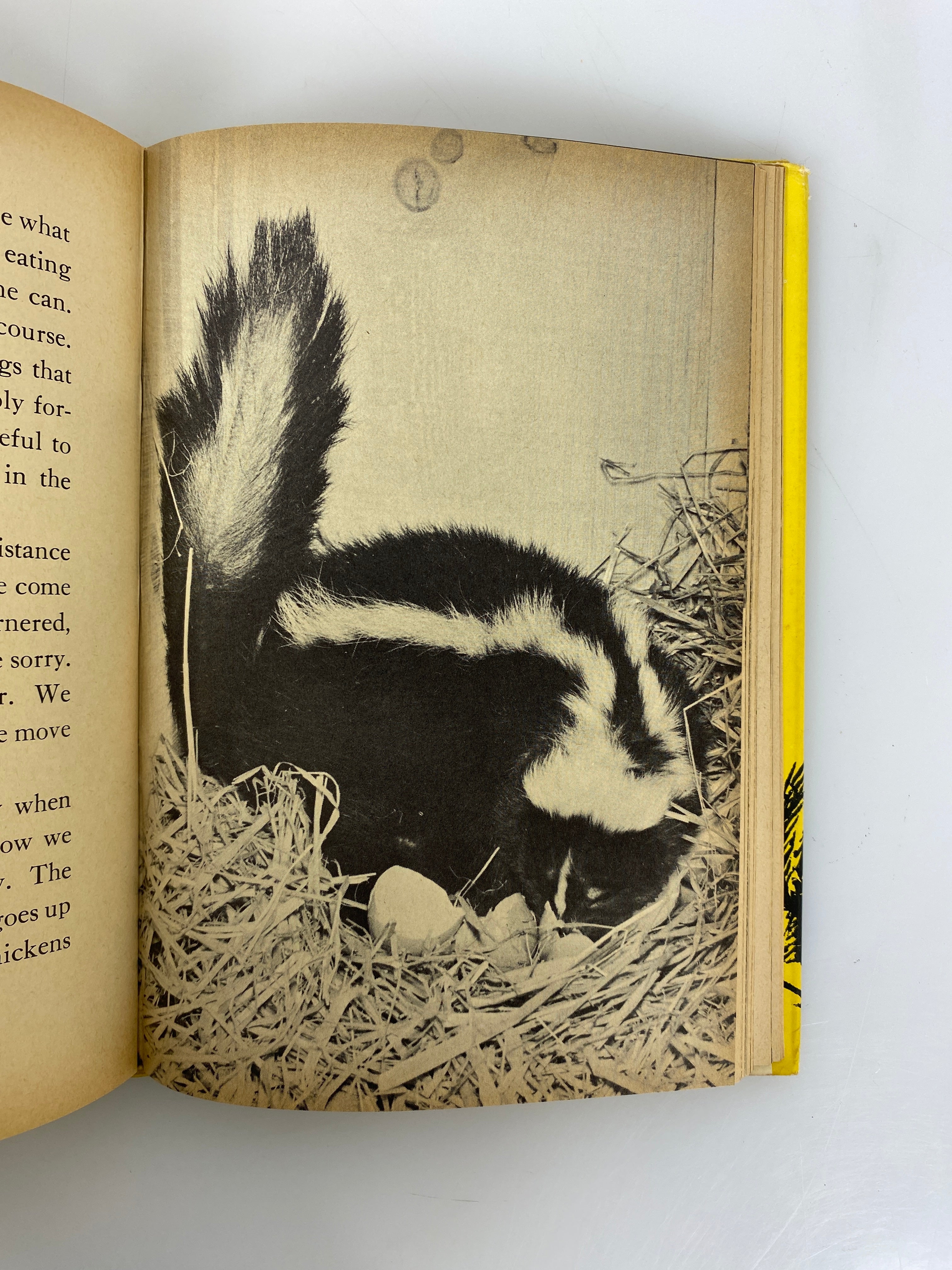 Sweet Sue's Adventures by Sam Campbell (A Skunk Family) 1959 1st Edition HC DJ