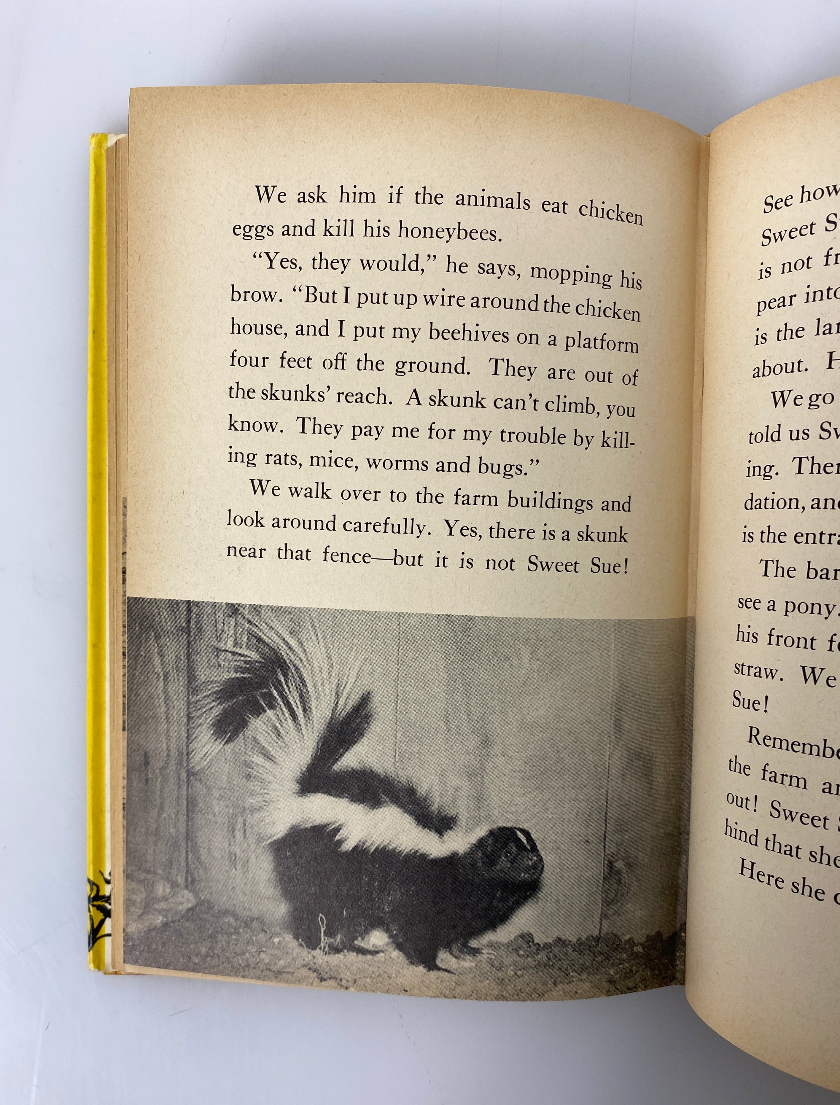 Sweet Sue's Adventures by Sam Campbell (A Skunk Family) 1959 1st Edition HC DJ