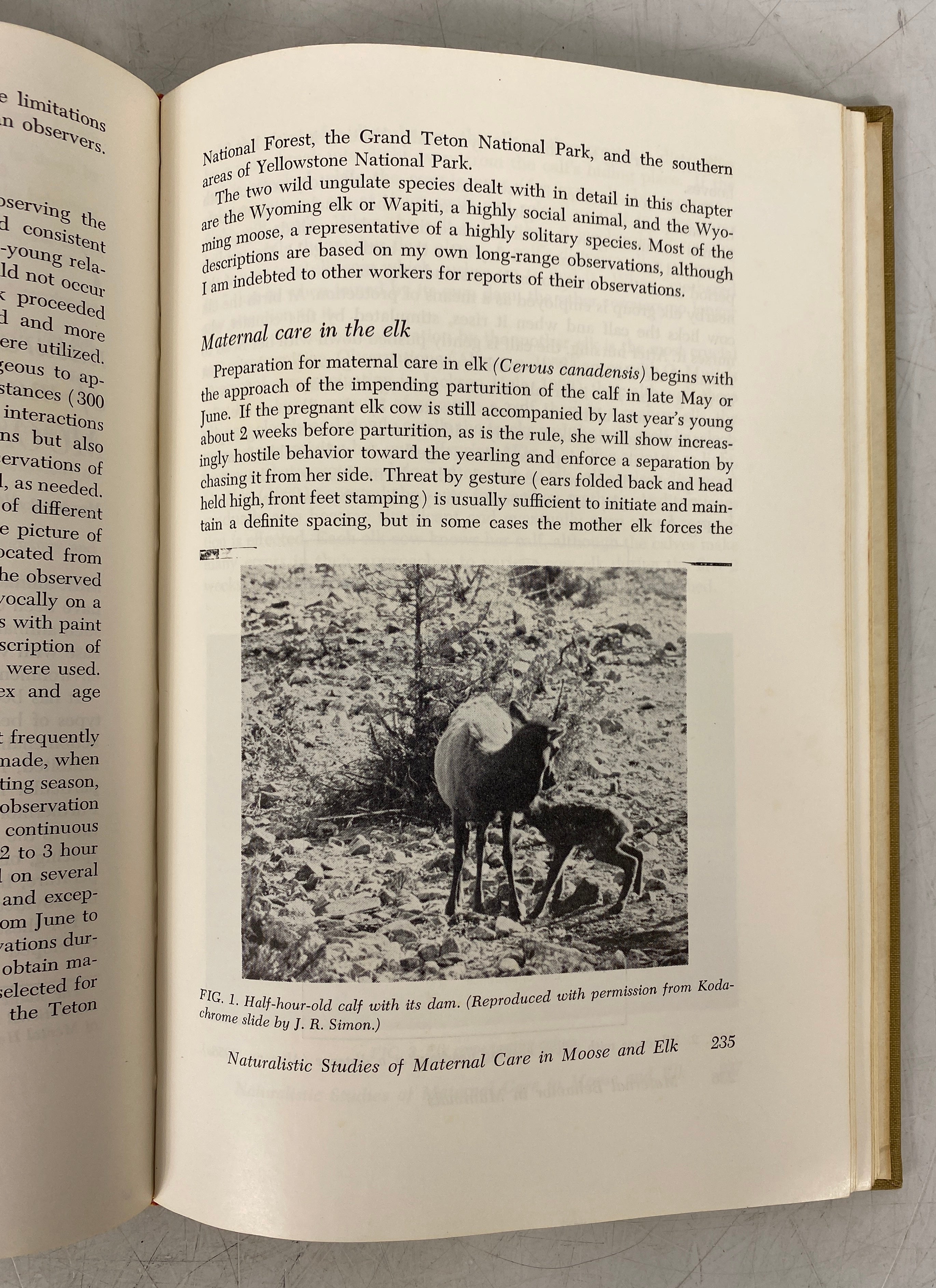 Maternal Behavior in Mammals Harriet Rheingold 1963 Vintage HC Text