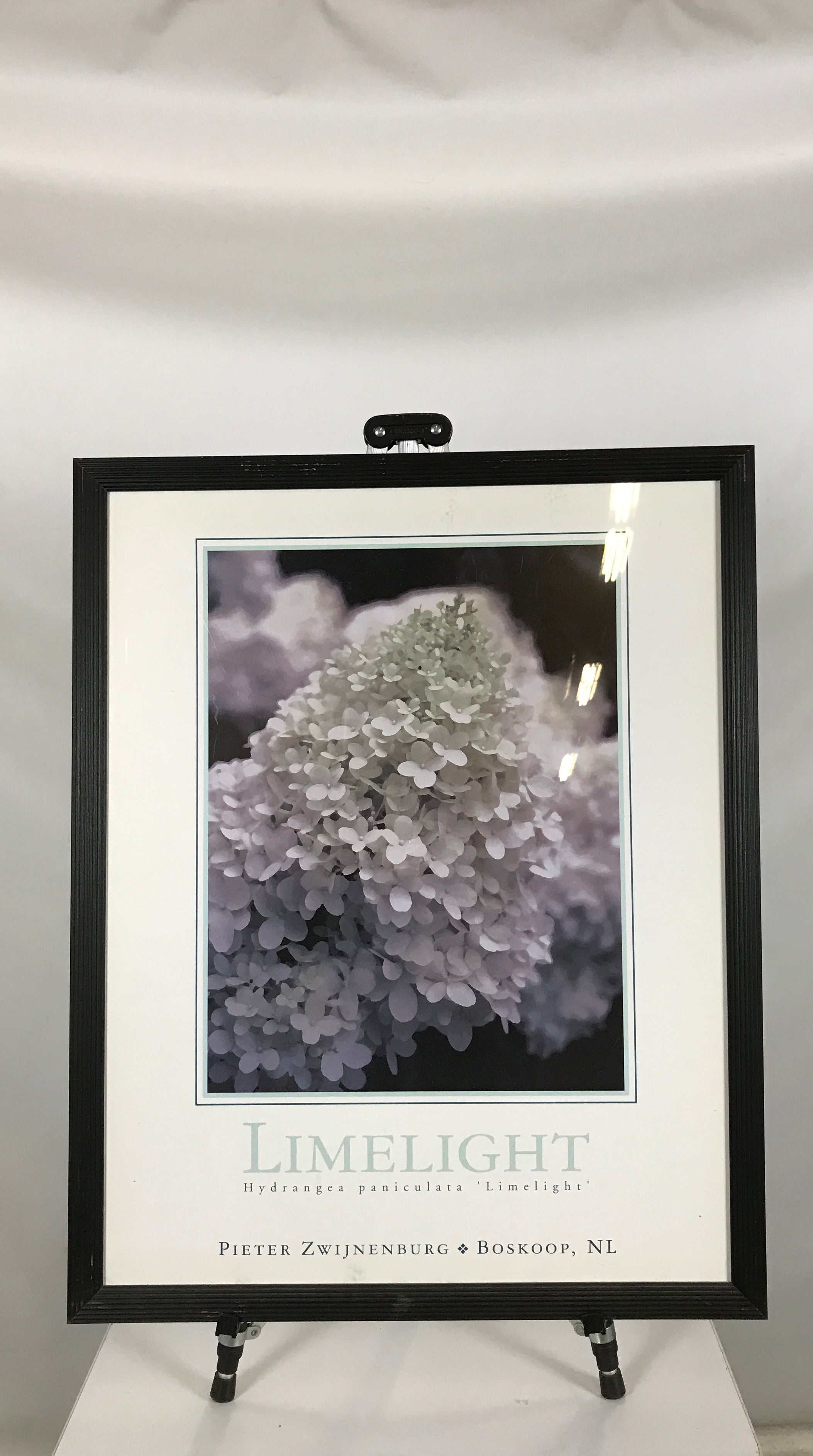 Limelight Hydrangea Photograph Art Piece