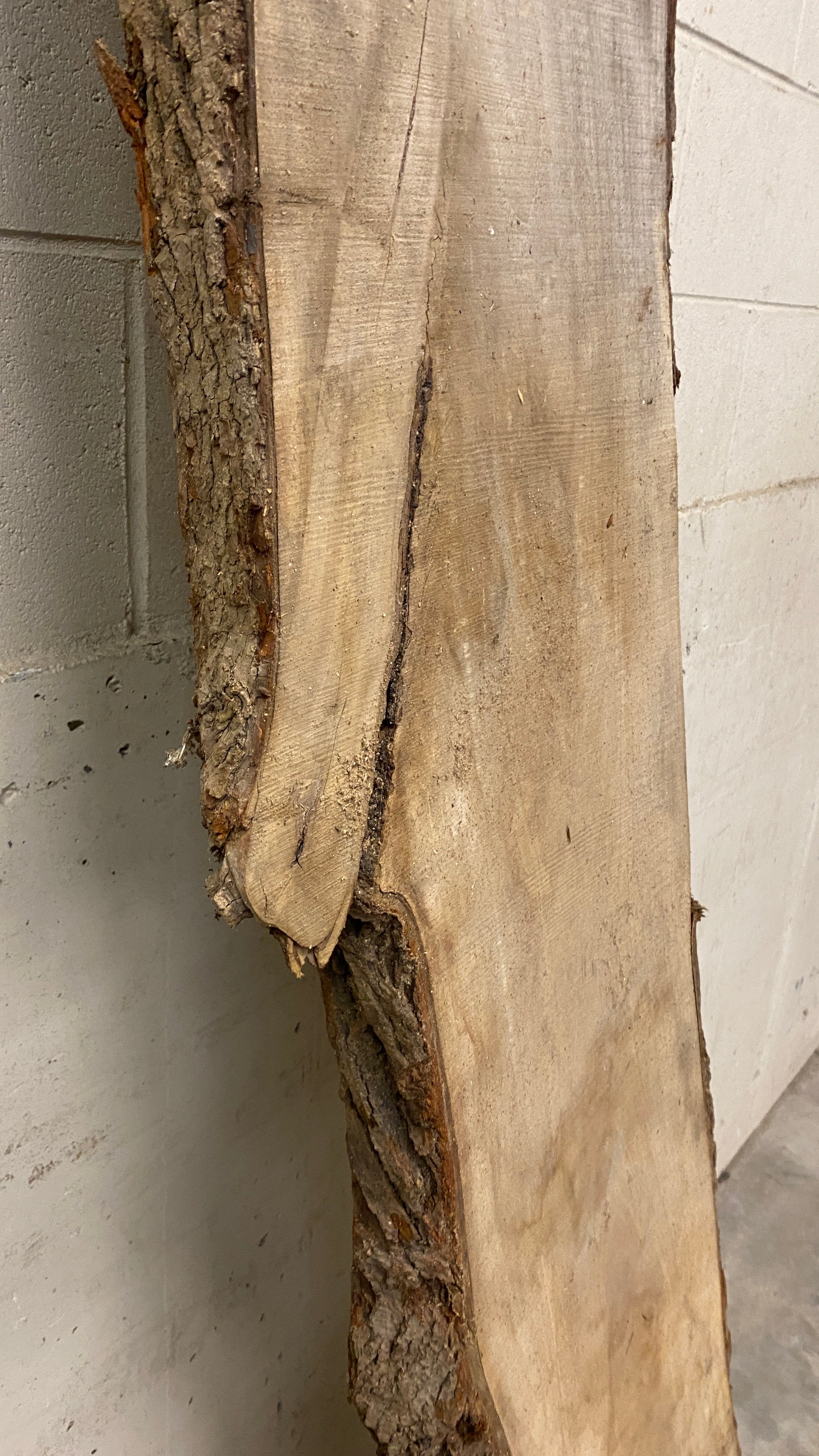 MSU Shadows Live Edge Unknown Species Slab Wood #1