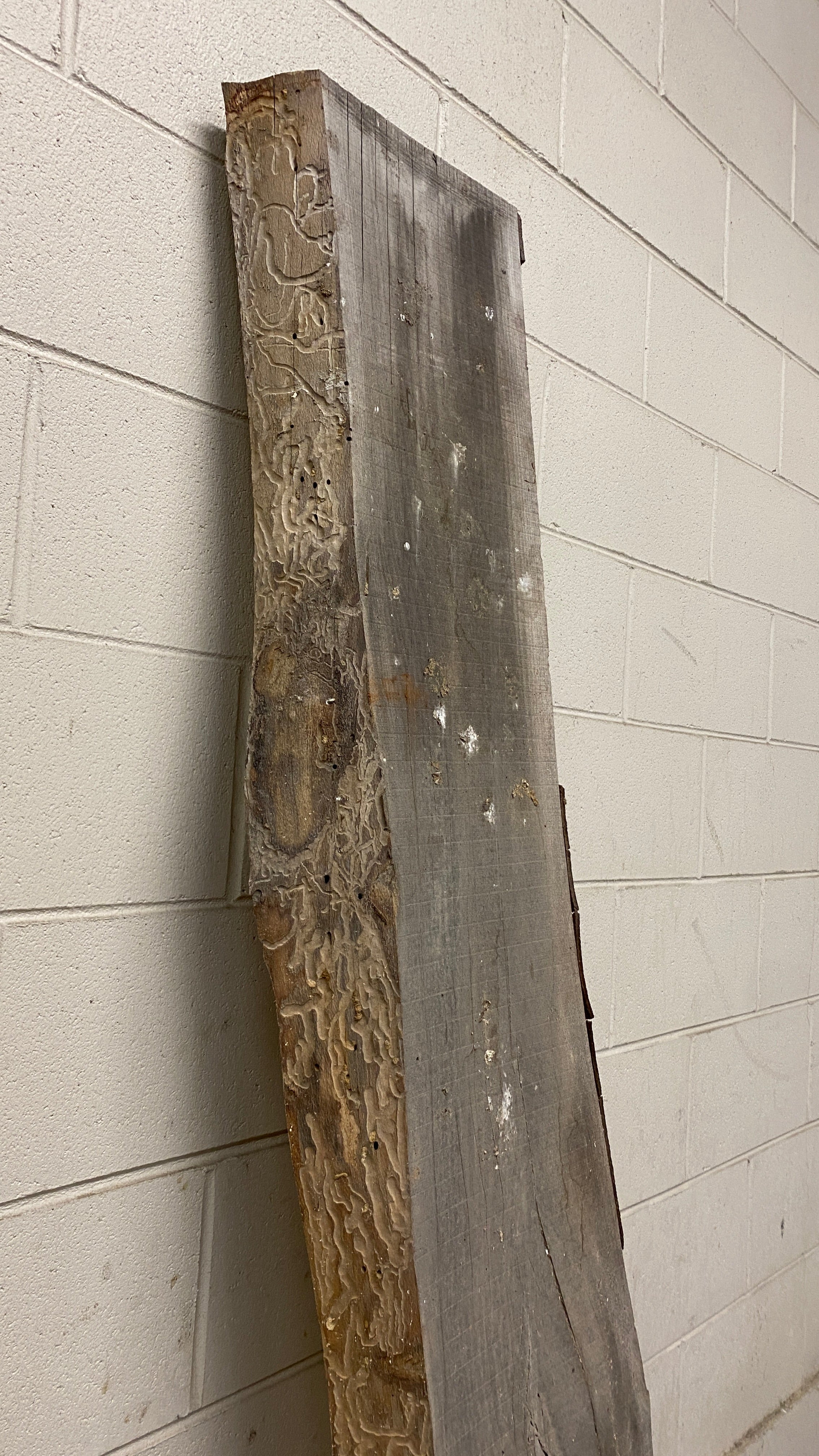 MSU Shadows Live Edge Unknown Species Slab Wood #3