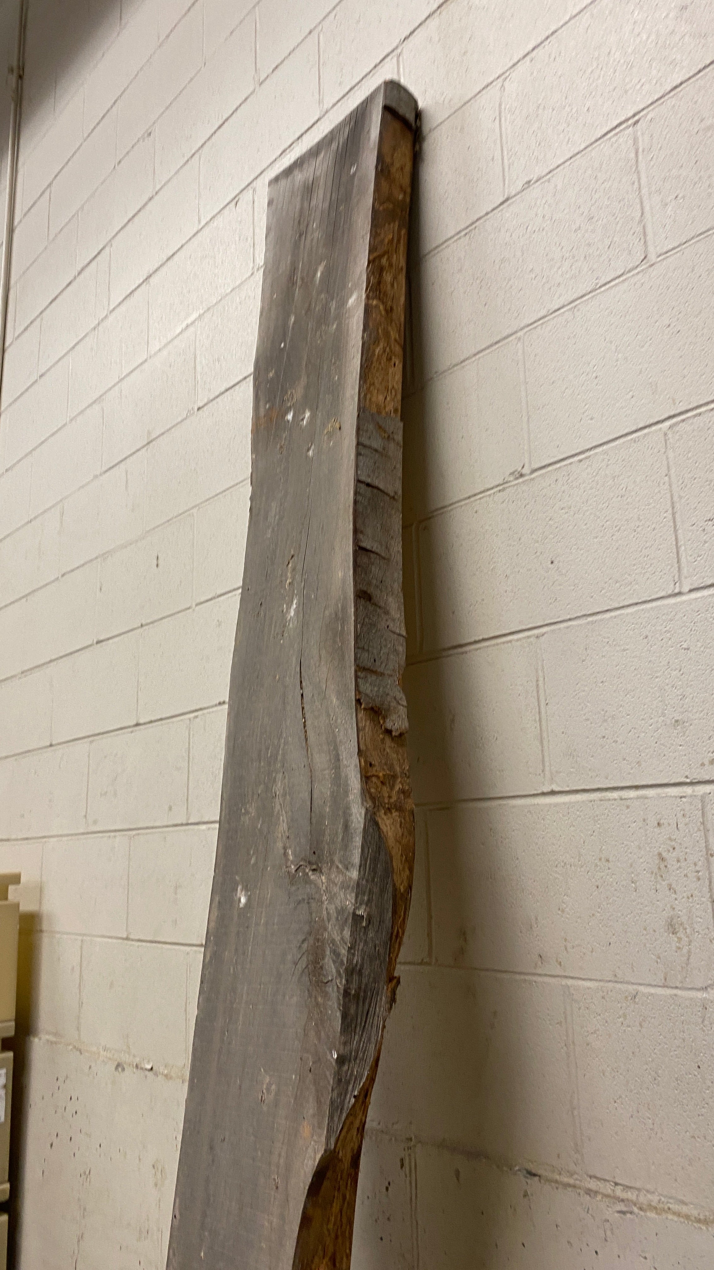 MSU Shadows Live Edge Unknown Species Slab Wood #3