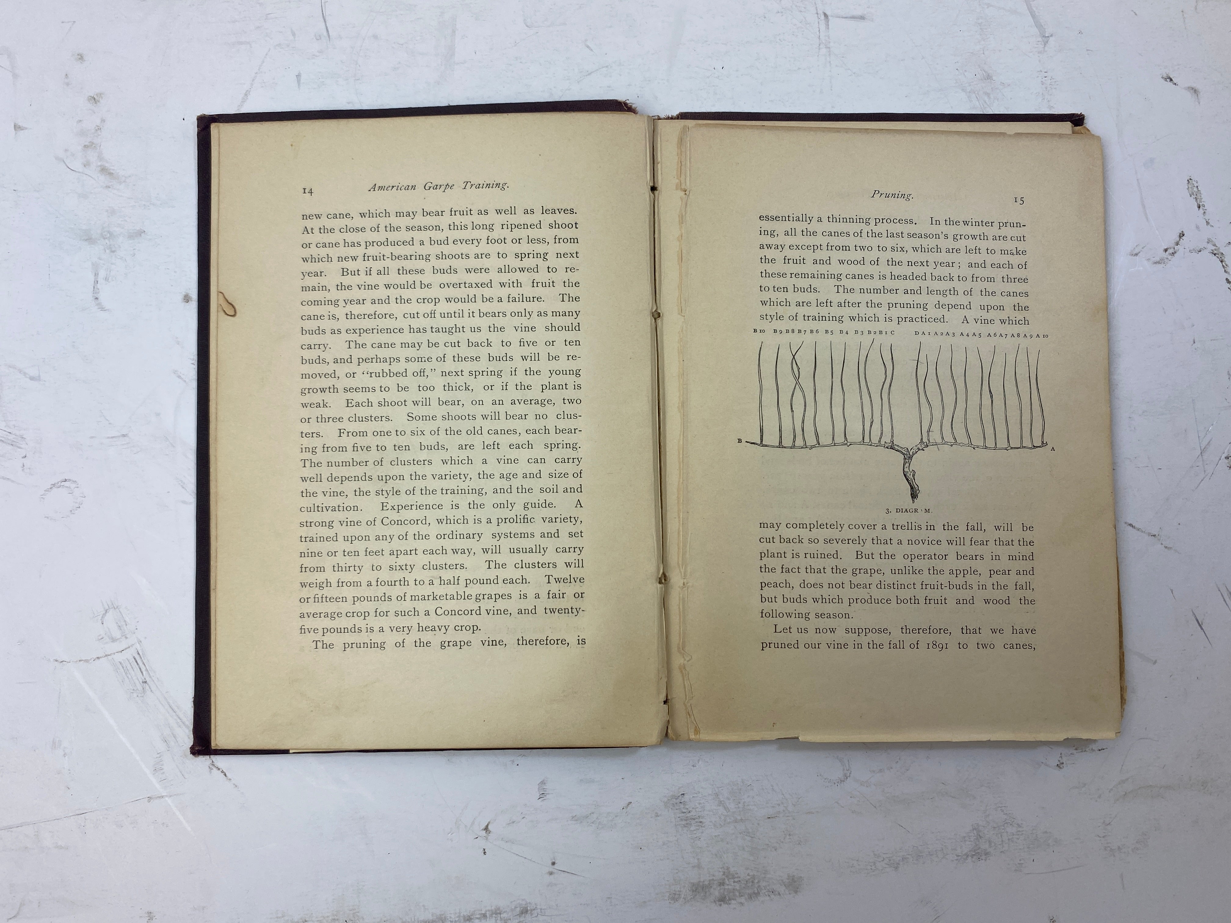 American Grape Training by L.H. Bailey Ex-library 1893 HC
