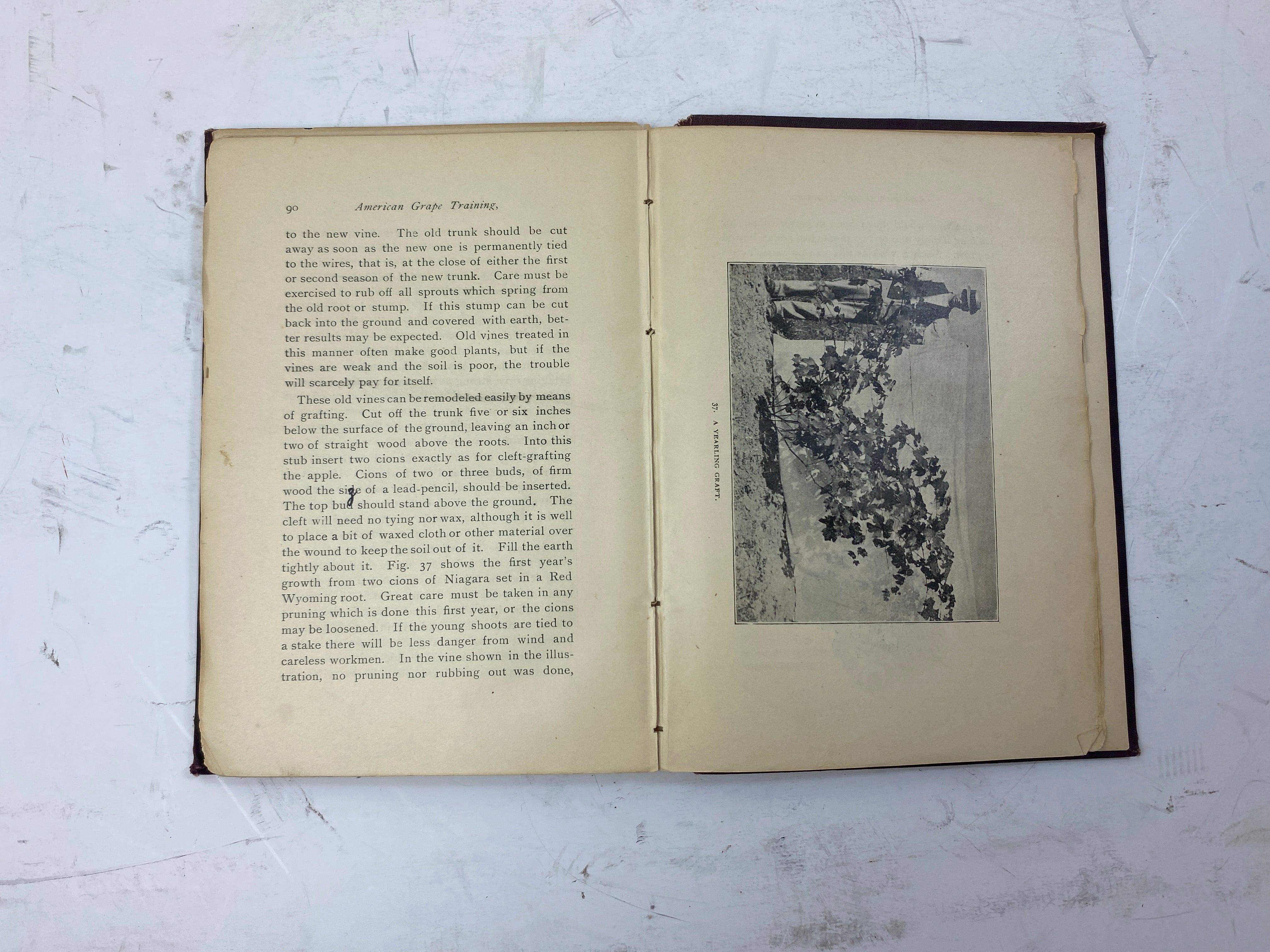 American Grape Training by L.H. Bailey Ex-library 1893 HC