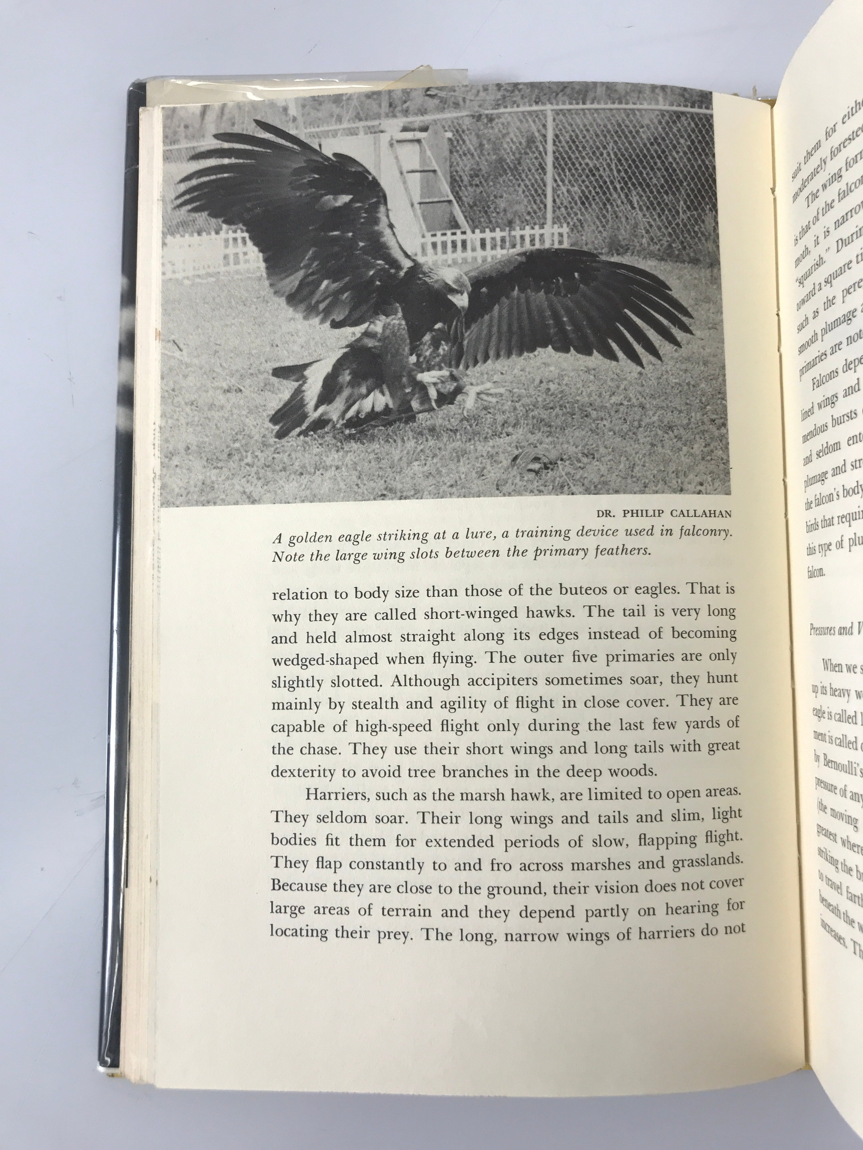 Lot of 2: Great Horned Owl/Birds of Prey 1966-67 Ex-Library HCDJ