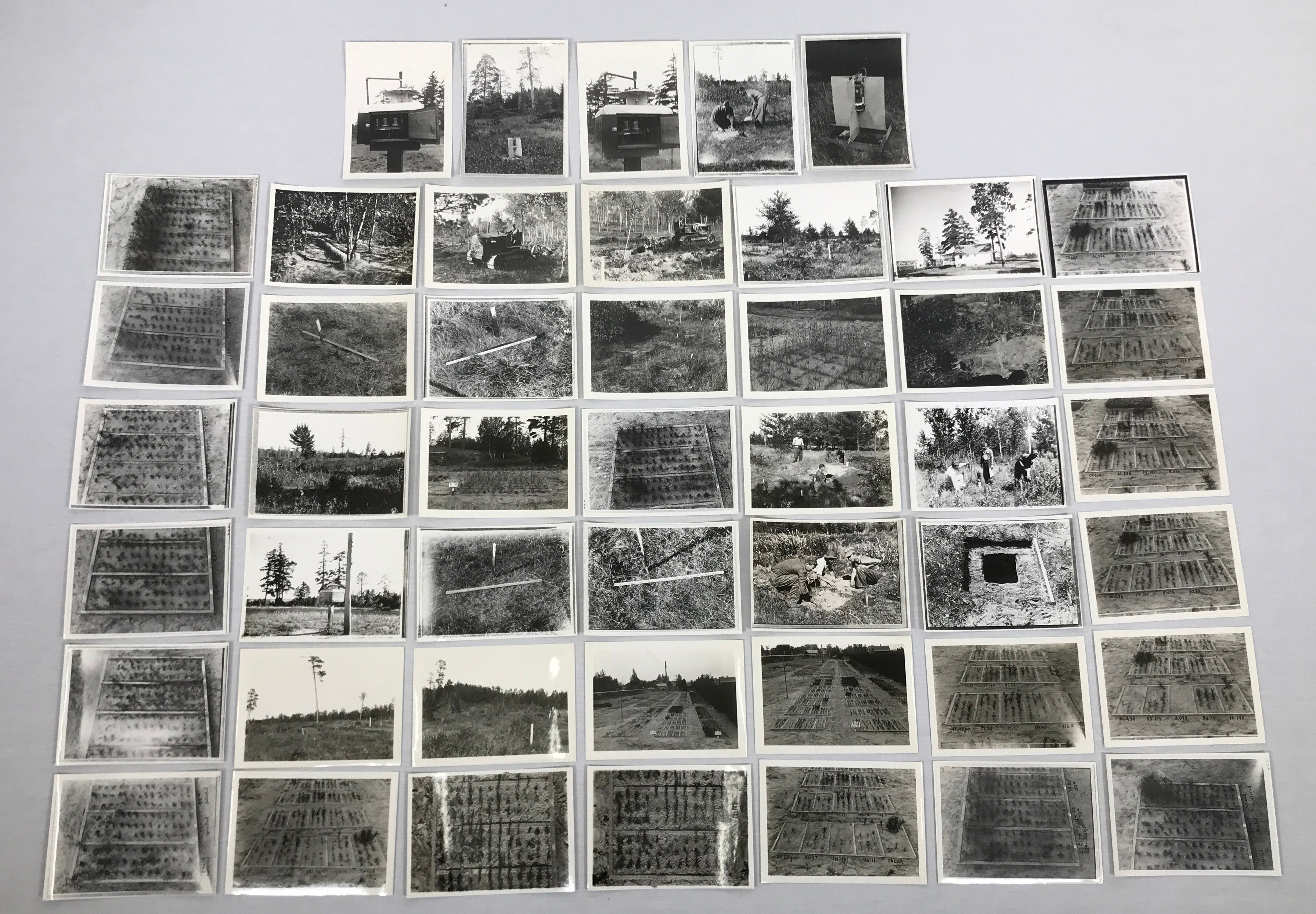 Vintage Forestry Picture Lot of 47