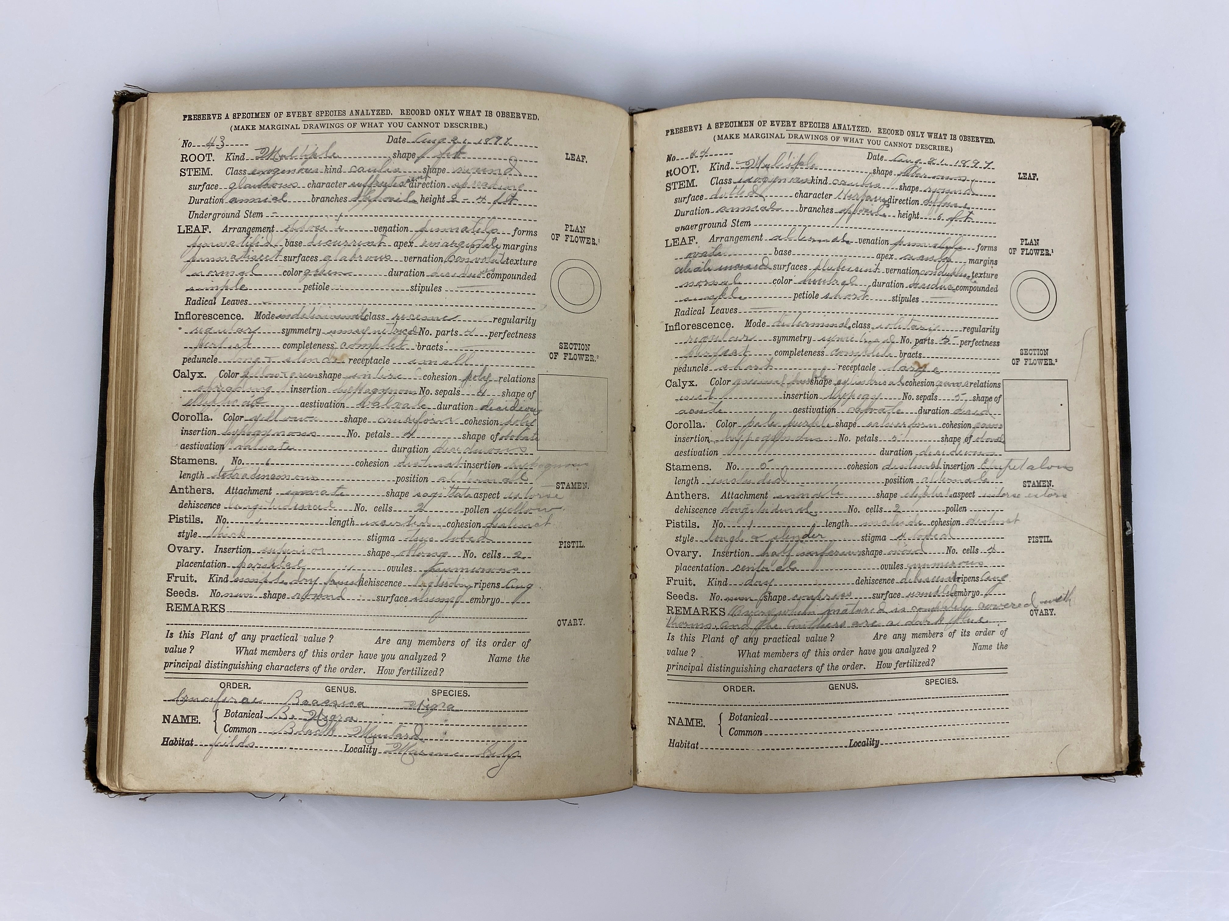 Plant Analysis by Groff Plant Descriptions & Analyses 1880 Antique HC