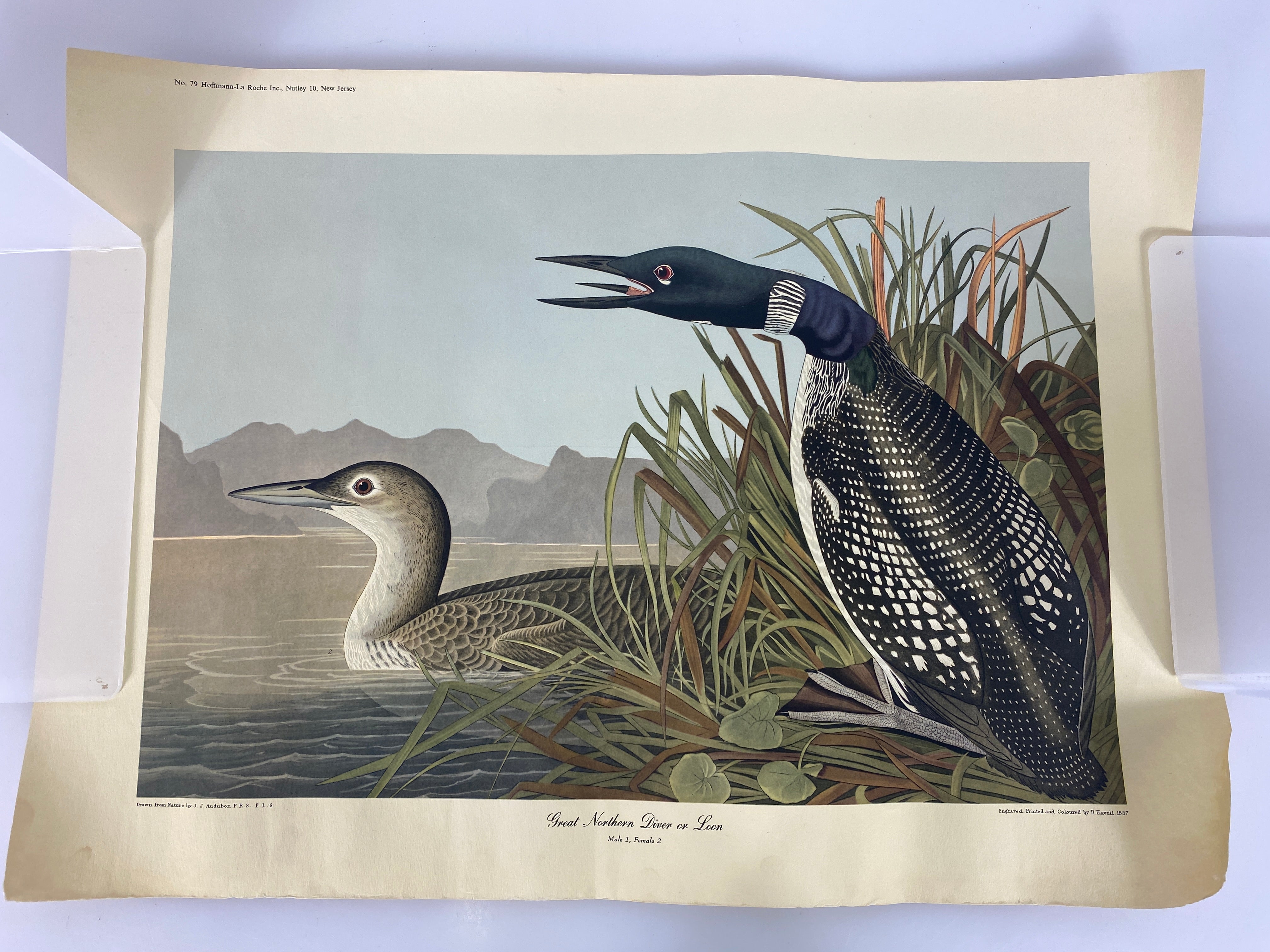 Poster of Great Northern Diver or Loon Bird