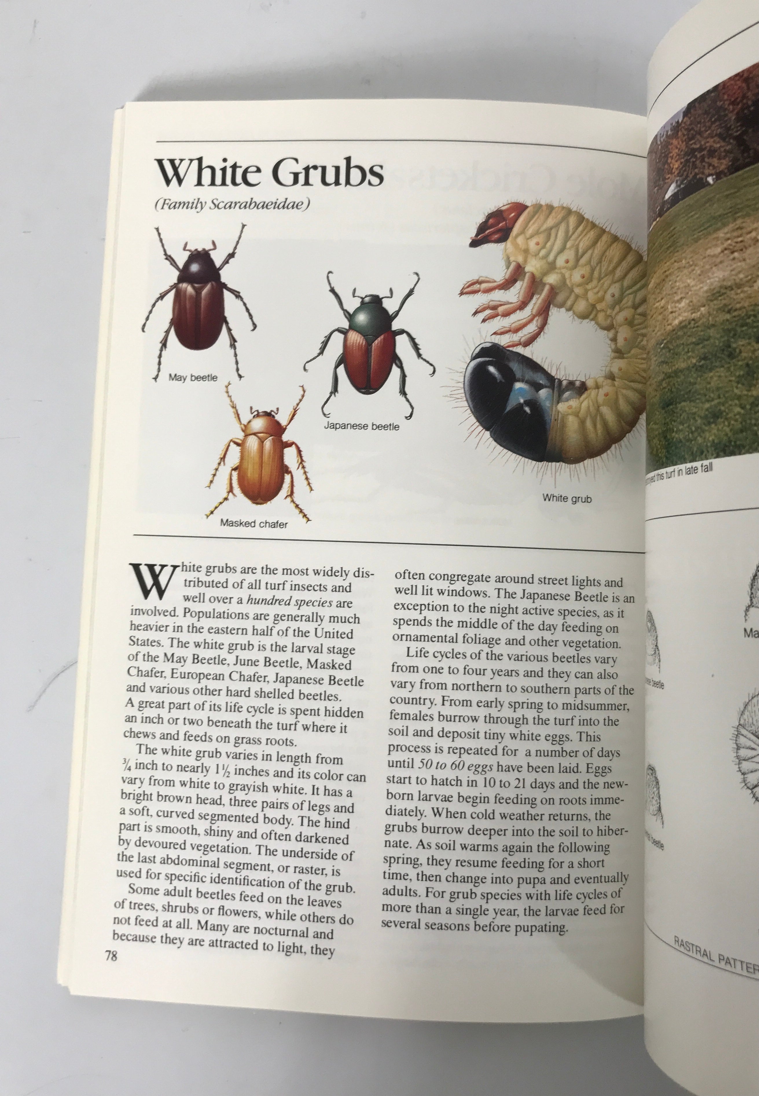 Scotts Guide to the Identification of Turfgrass Diseases/Insects 1962 SC