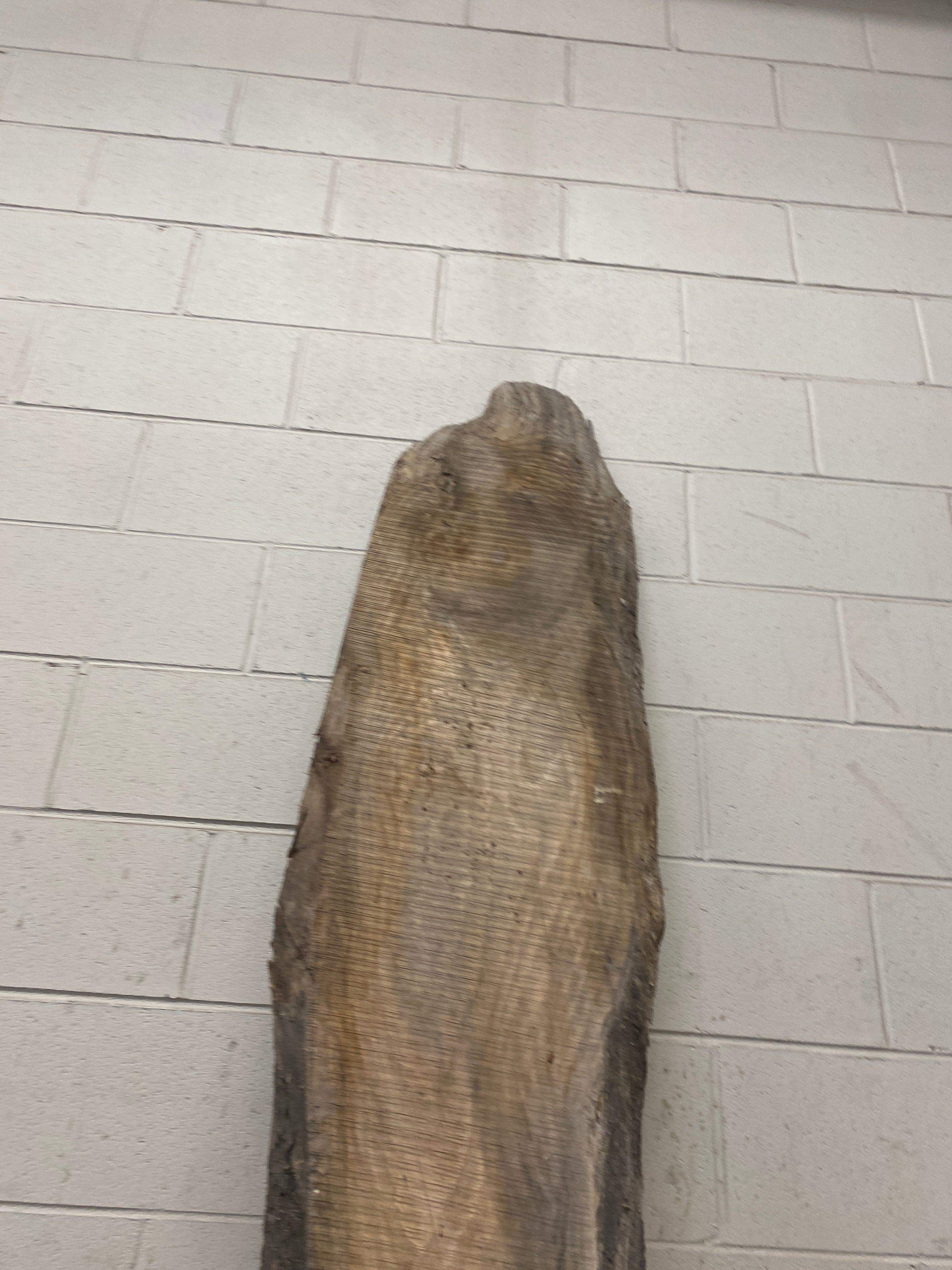 MSU Shadows Live Edge Unknown Species Slab Wood #9