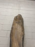 MSU Shadows Live Edge Unknown Species Slab Wood #9