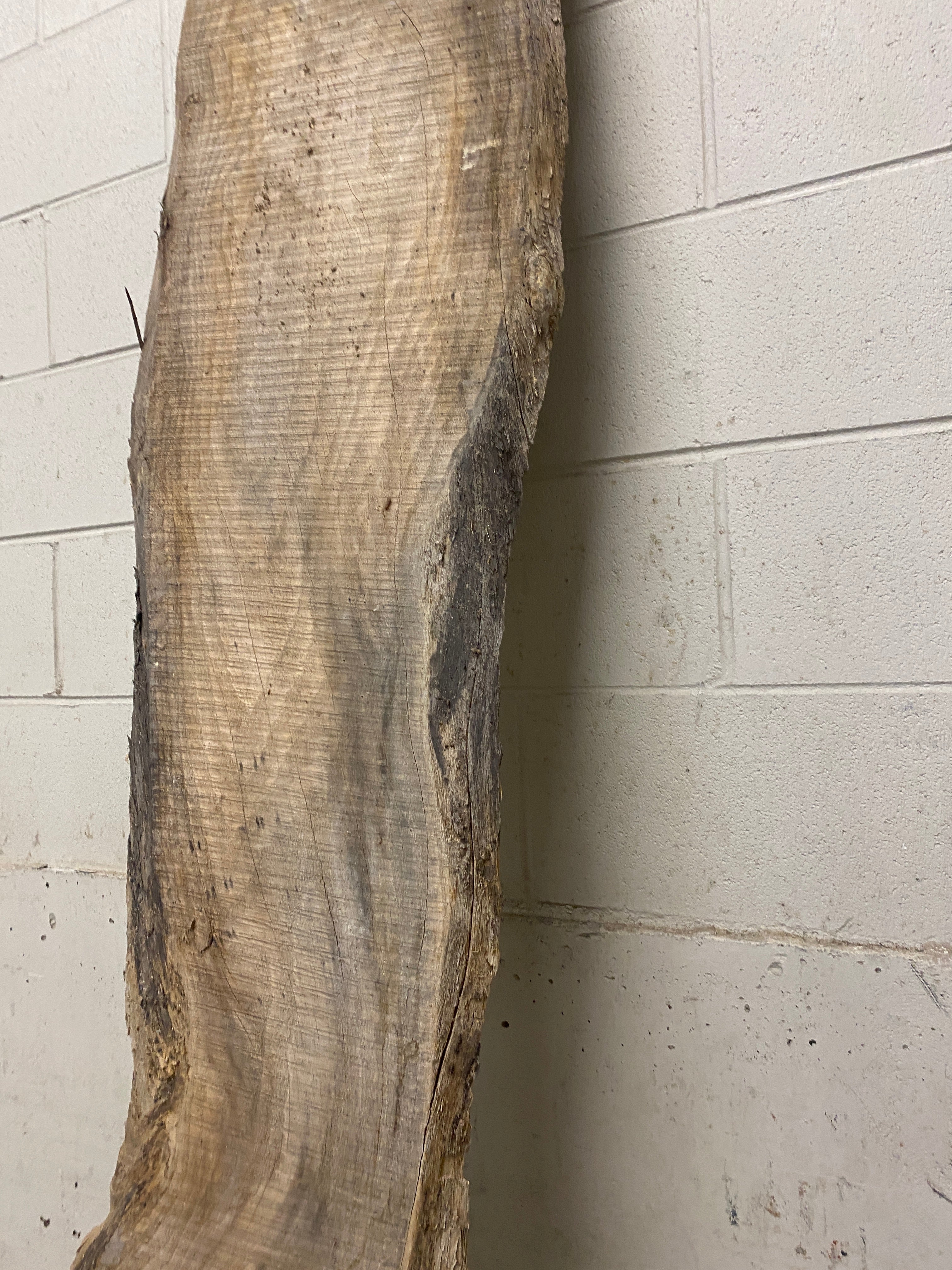 MSU Shadows Live Edge Unknown Species Slab Wood #9