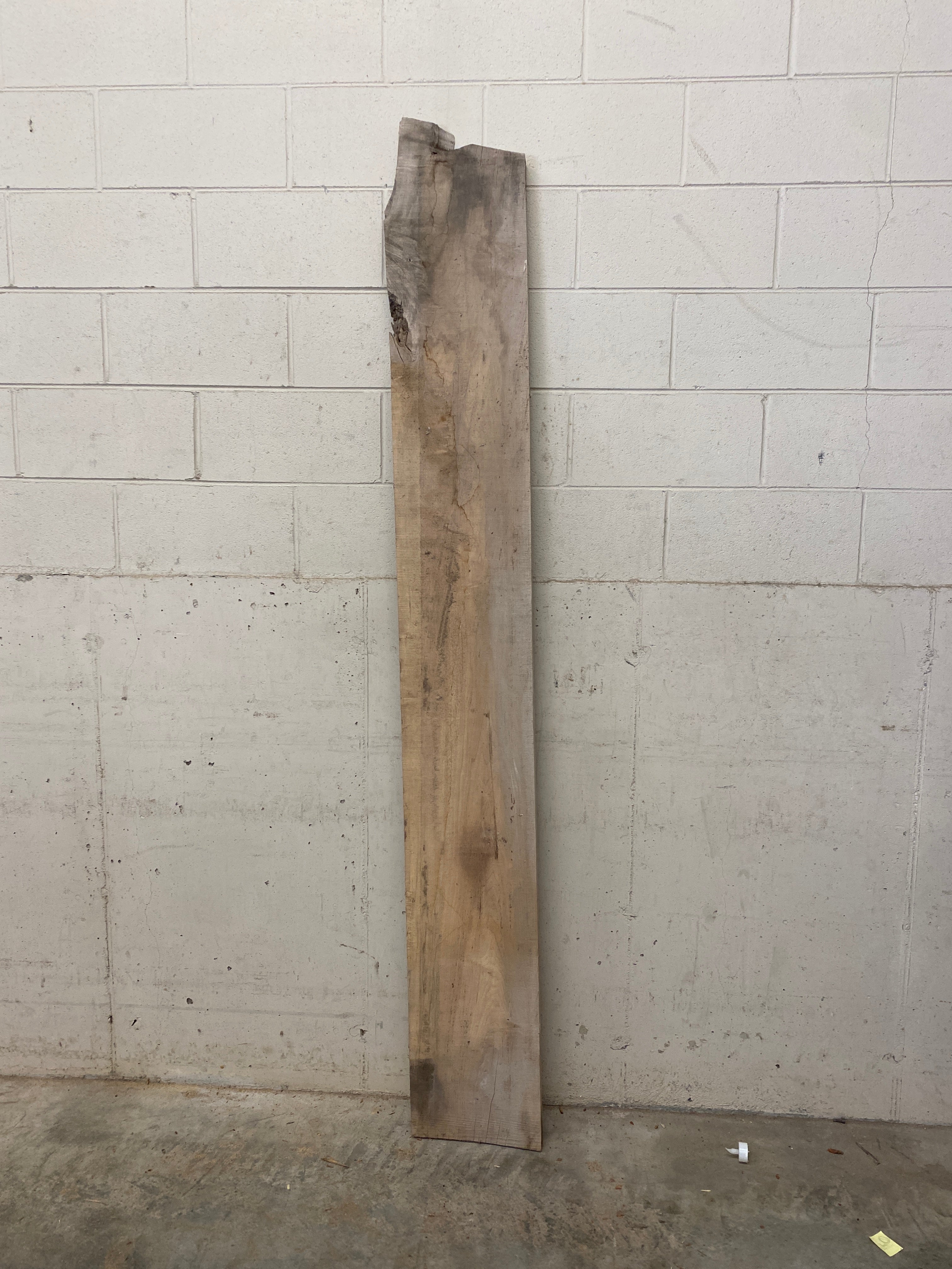 MSU Shadows Unknown Species Slab Wood #21